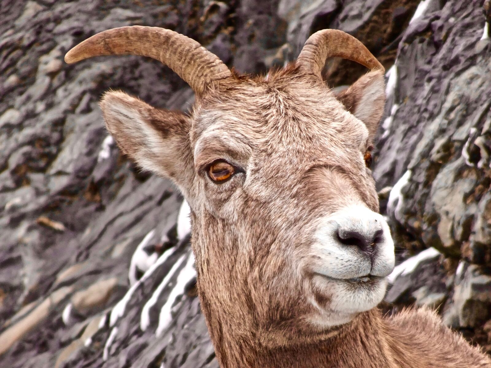 Sony Cyber-shot DSC-HX90V sample photo. Sheep, longhorn, canadian photography