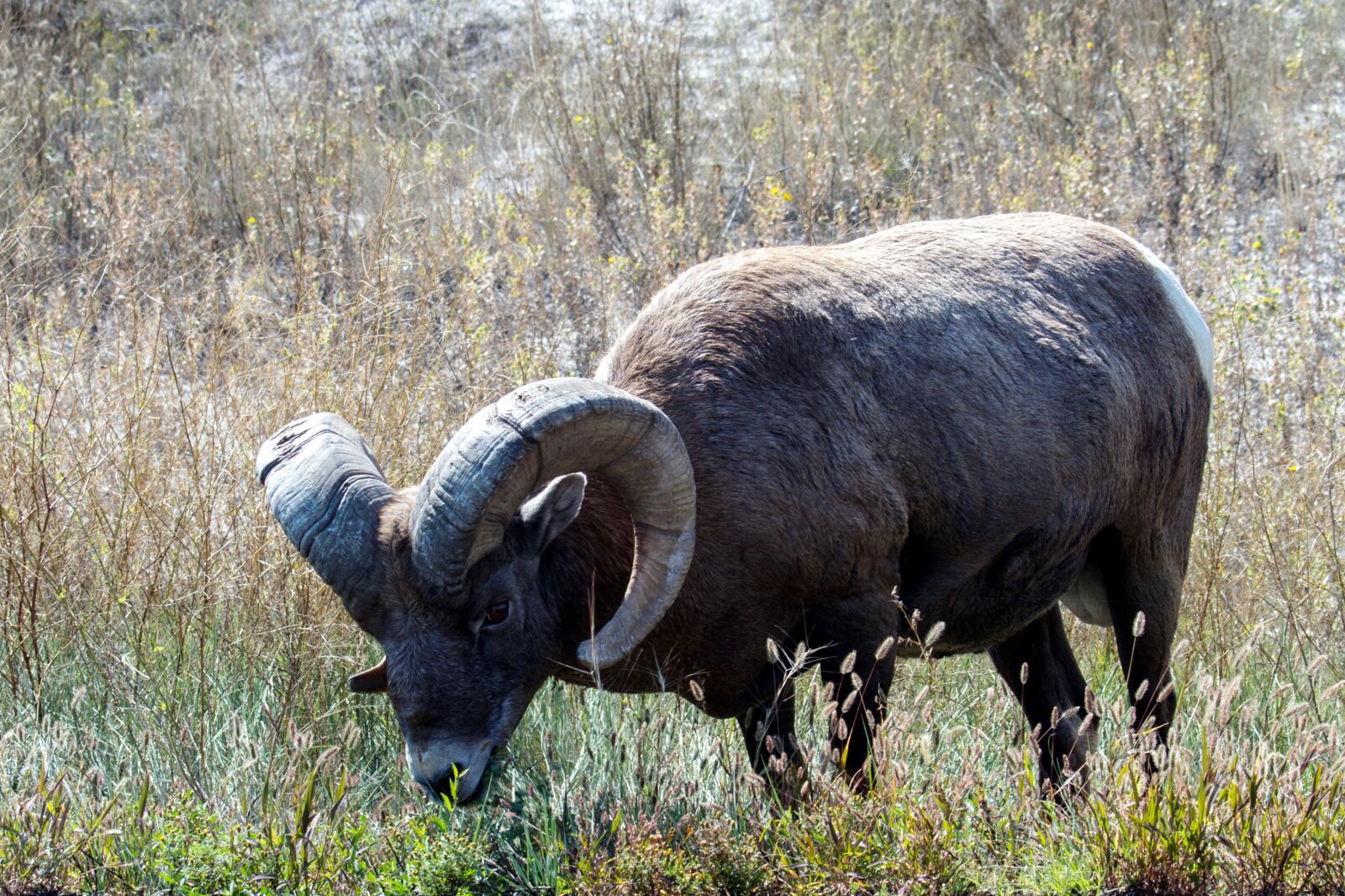 Canon EOS 7D sample photo. Mountain sheep, sheep, wild photography