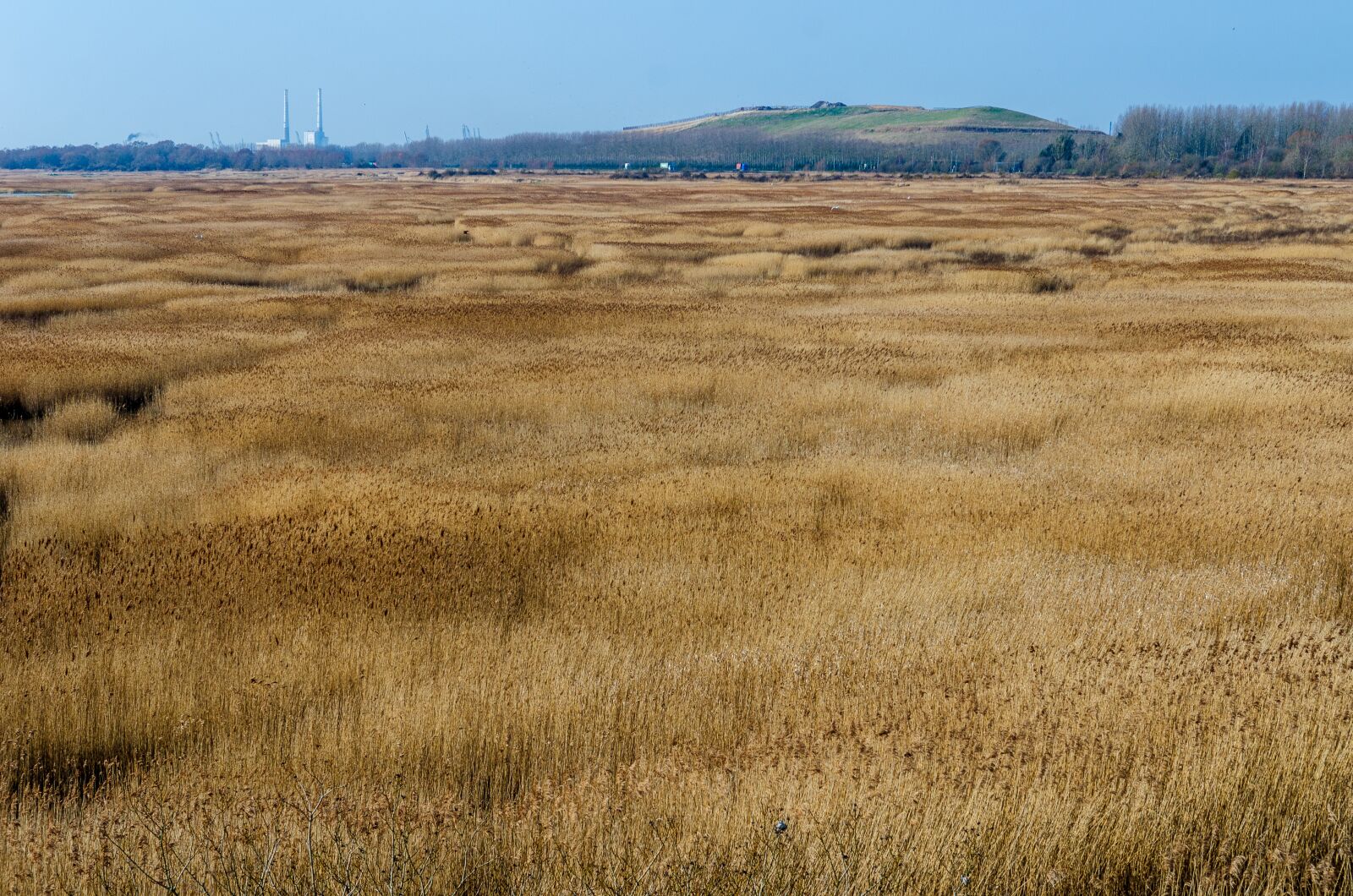Nikon D7000 sample photo. Reed bed, normandy, france photography