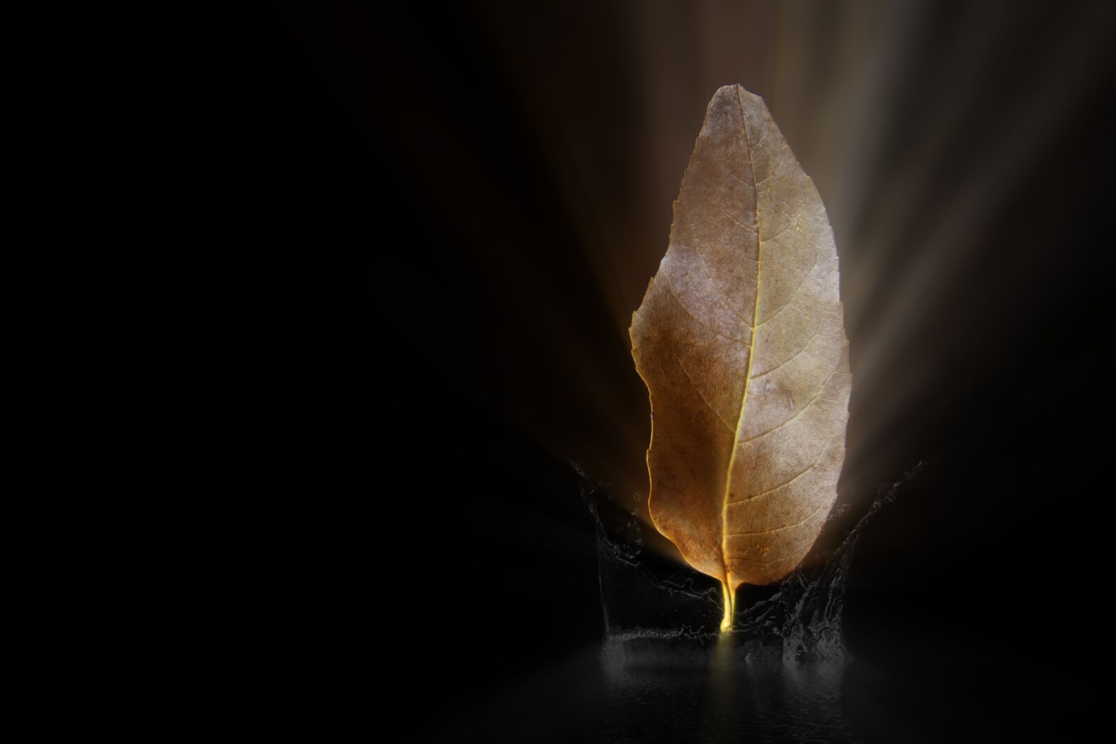 Canon EOS 70D sample photo. Leaf, plant, nature photography