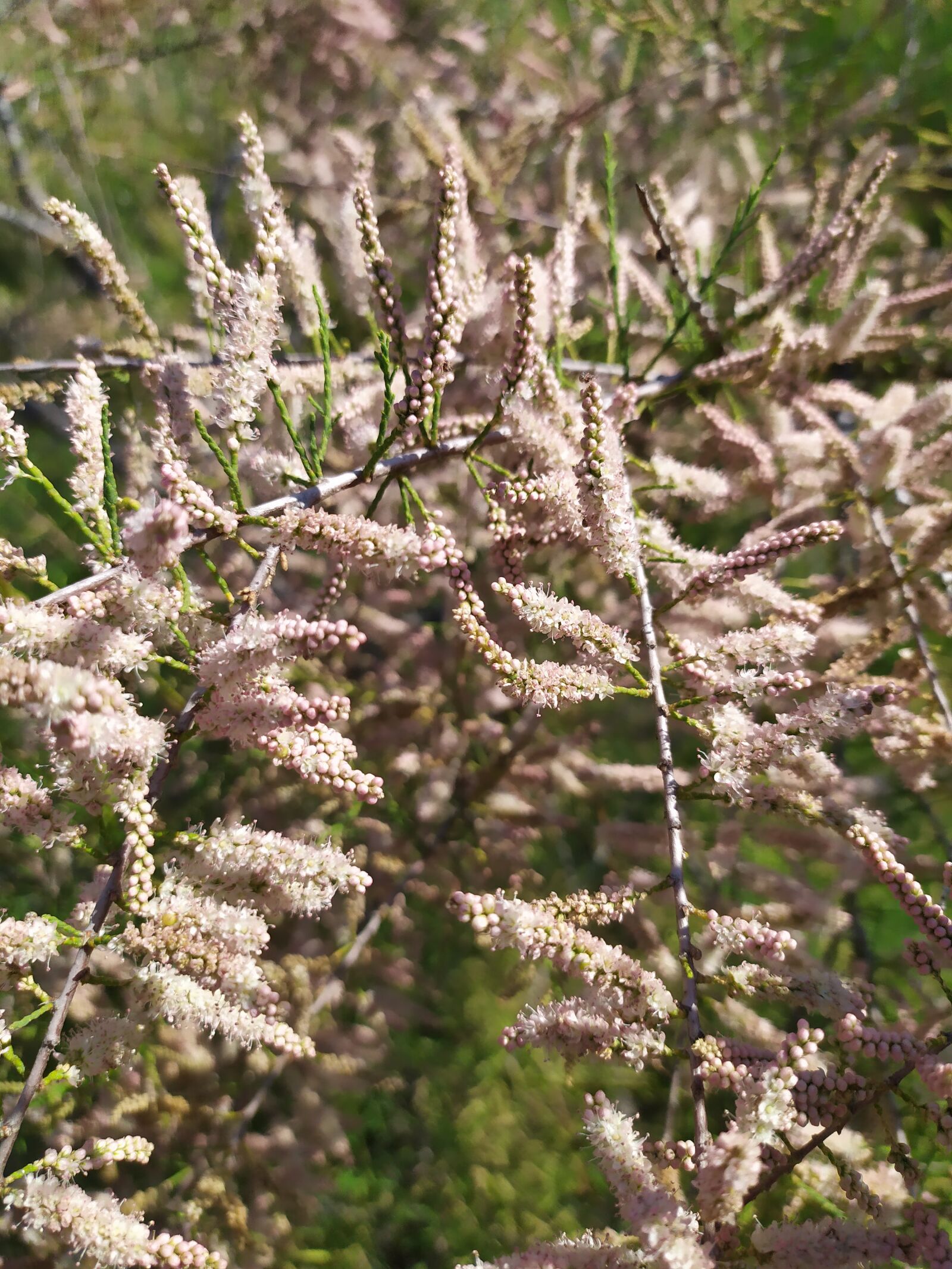 Xiaomi Redmi Note 7 sample photo. Flower, nature, wild photography