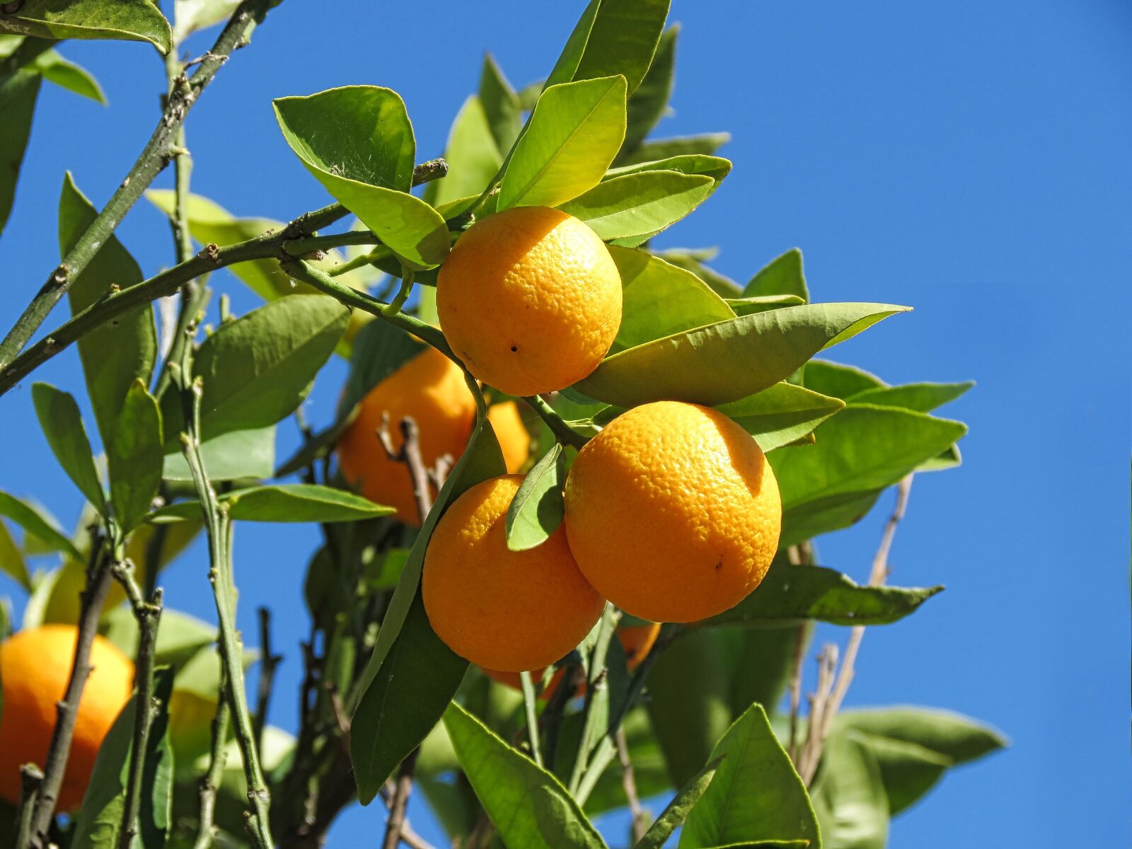 Canon PowerShot SX40 HS sample photo. Fruits, vitamins, citrus fruits photography