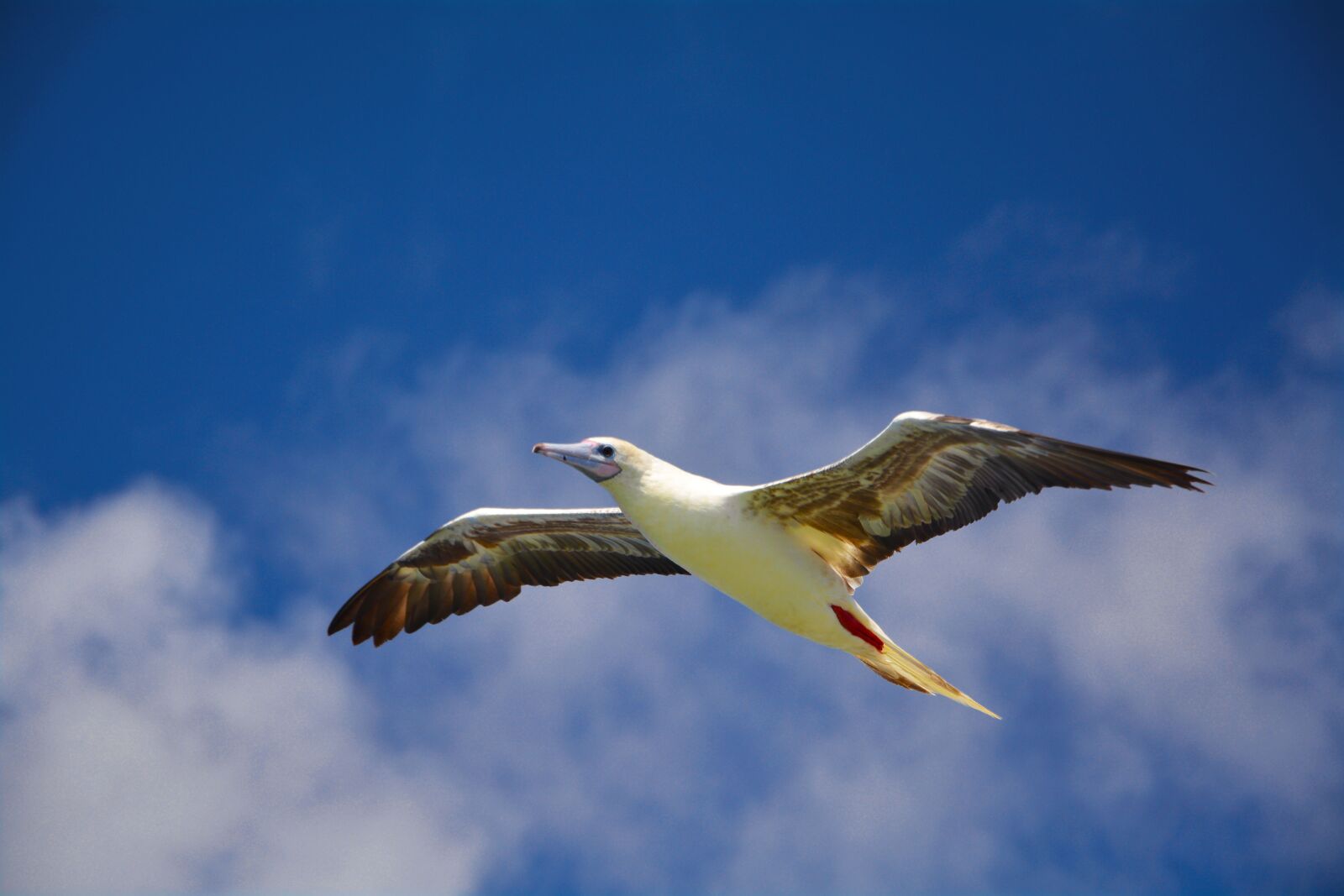 Nikon D5200 sample photo. Seagull, free, sky photography