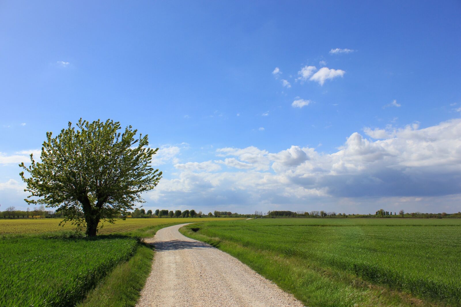 Canon EOS 550D (EOS Rebel T2i / EOS Kiss X4) sample photo. Landscape, nature, tree photography