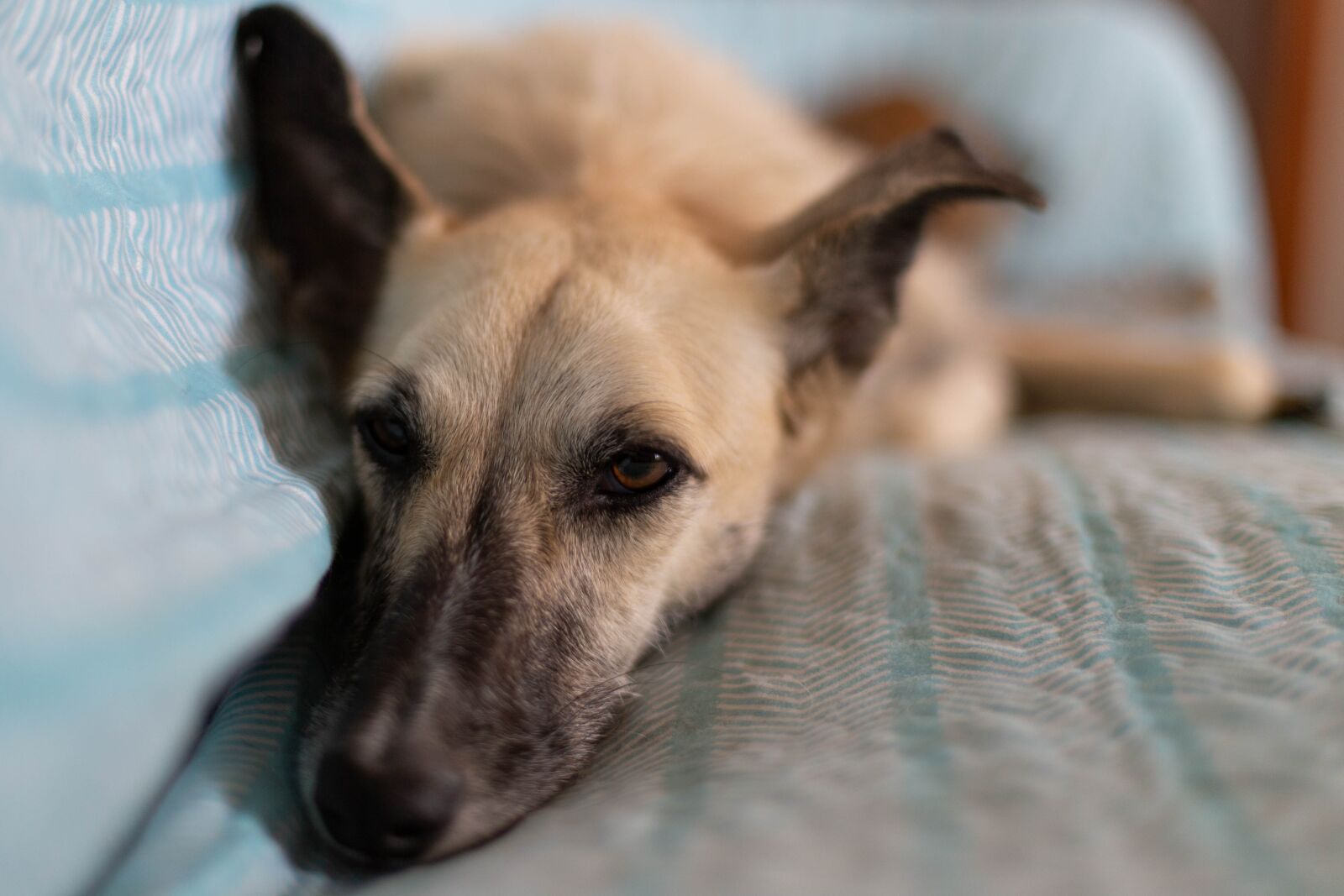 Canon EOS 6D + Canon EF 50mm F1.4 USM sample photo. Dog, sofa, white photography