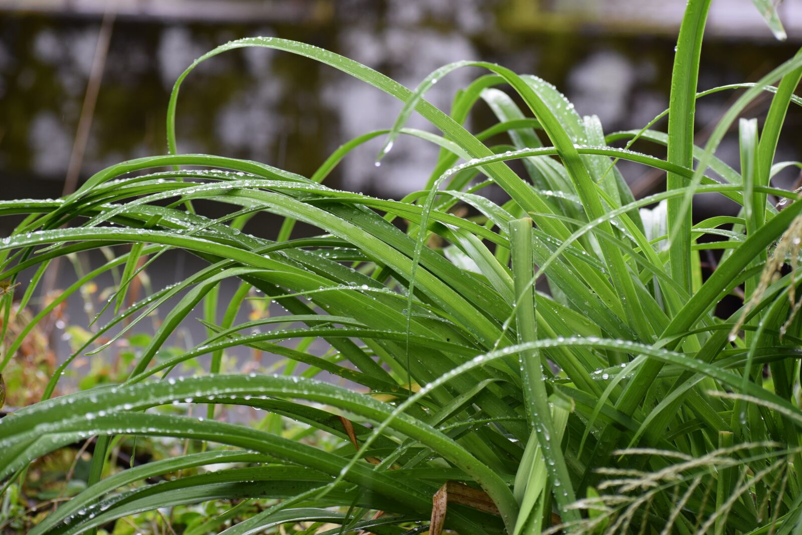 Nikon D3300 sample photo. Grass, dew, nature photography