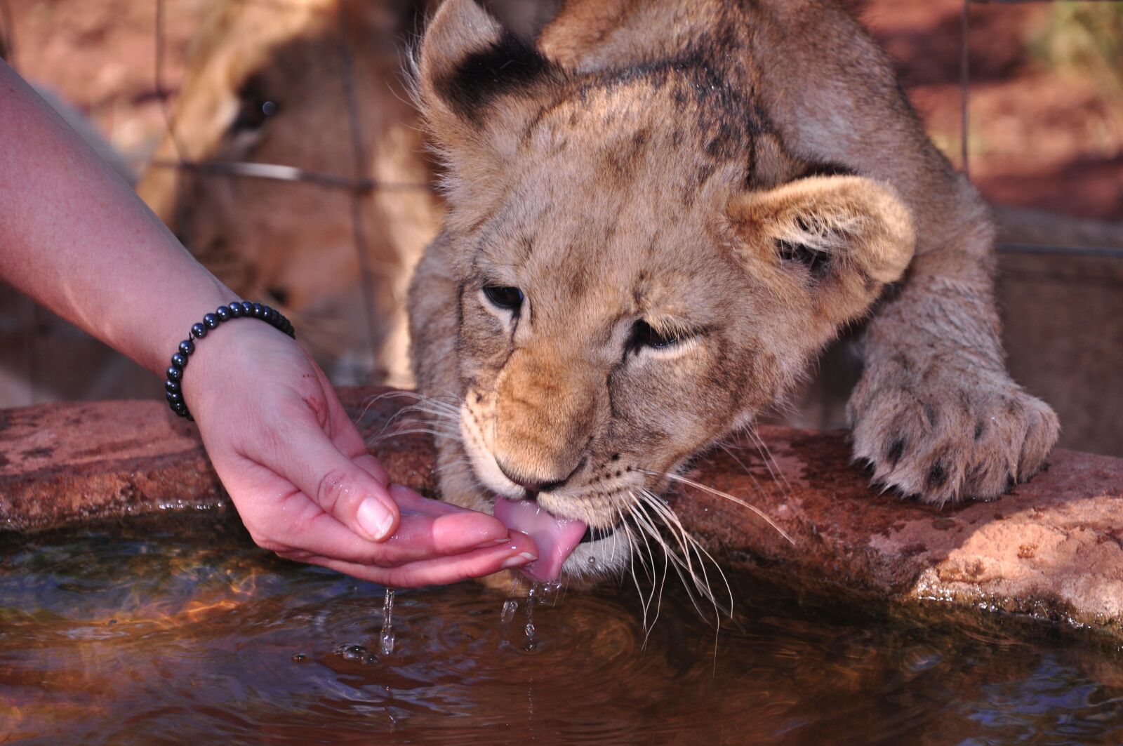 Nikon D90 sample photo. Mammal, cat, wildlife photography