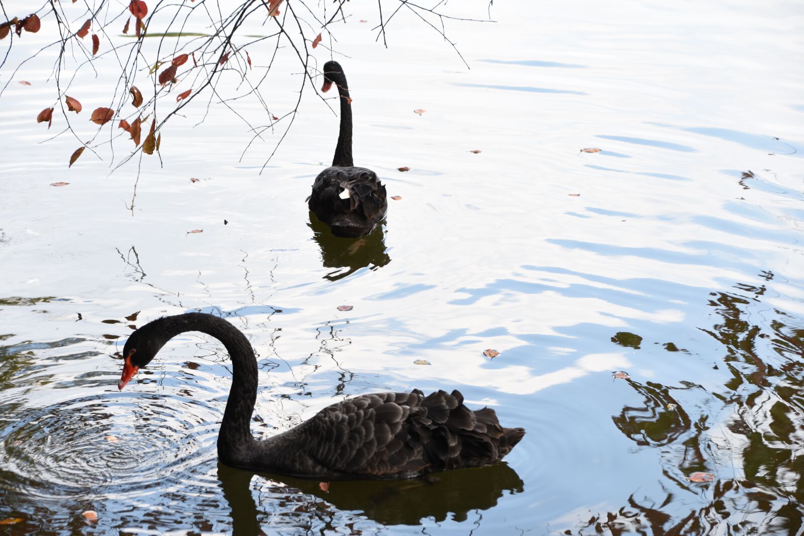 Nikon D7200 sample photo. Swan, black swan, red photography