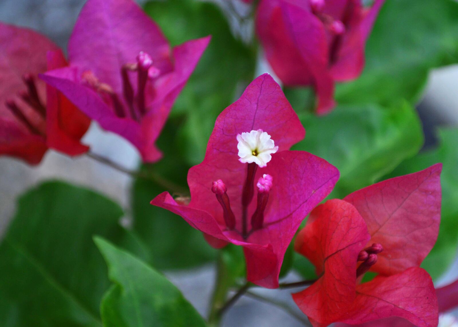 Nikon D3200 sample photo. Flower, flora, nature photography