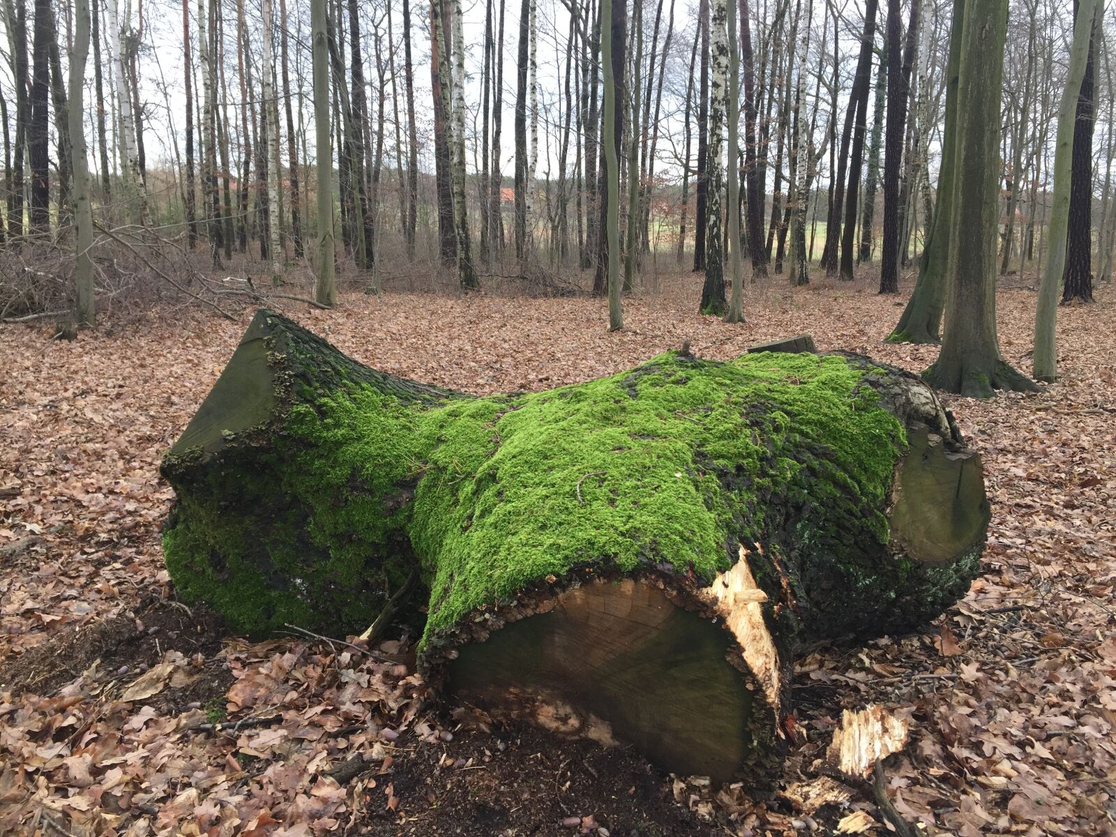 iPhone 6 back camera 4.15mm f/2.2 sample photo. Forest, tree, nature photography