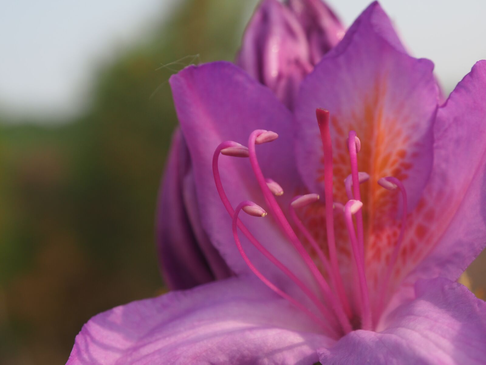 OLYMPUS M.12-50mm F3.5-6.3 sample photo. Flower, nature, purple photography