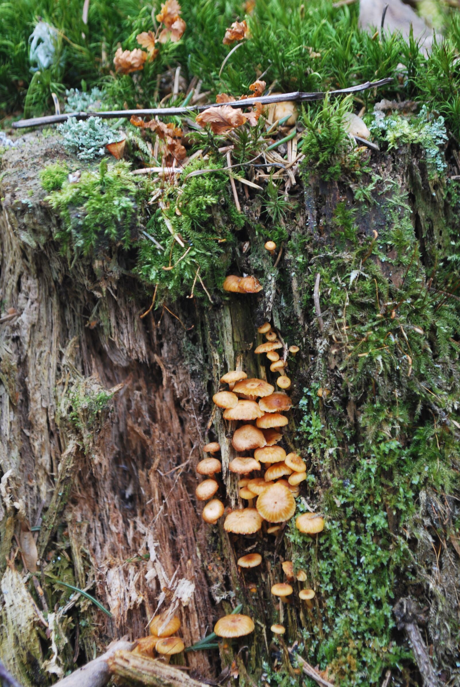 Nikon D60 sample photo. Mushrooms, yellow, small photography