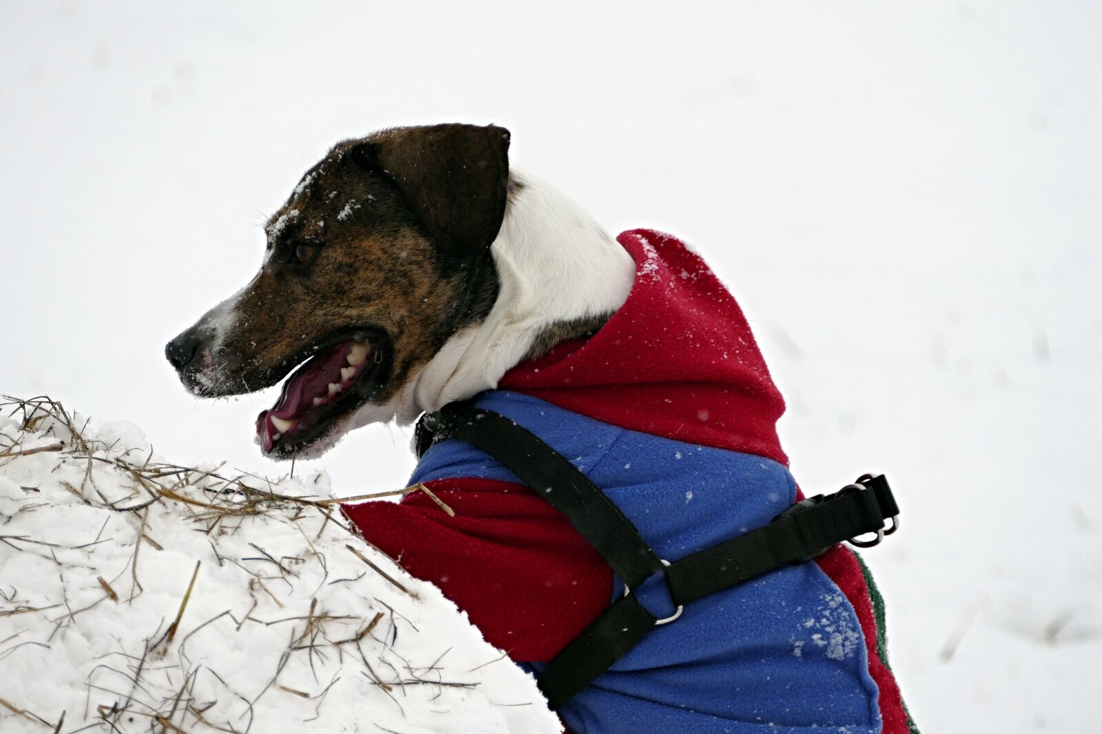 Panasonic Lumix DMC-FZ1000 sample photo. Dog, winter, snow photography