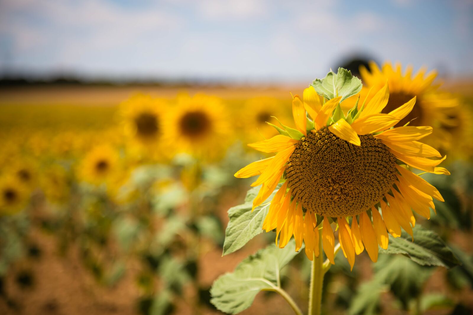 Canon EOS 6D + Canon EF 24-105mm F4L IS USM sample photo. Sunflower, spain, landscape photography
