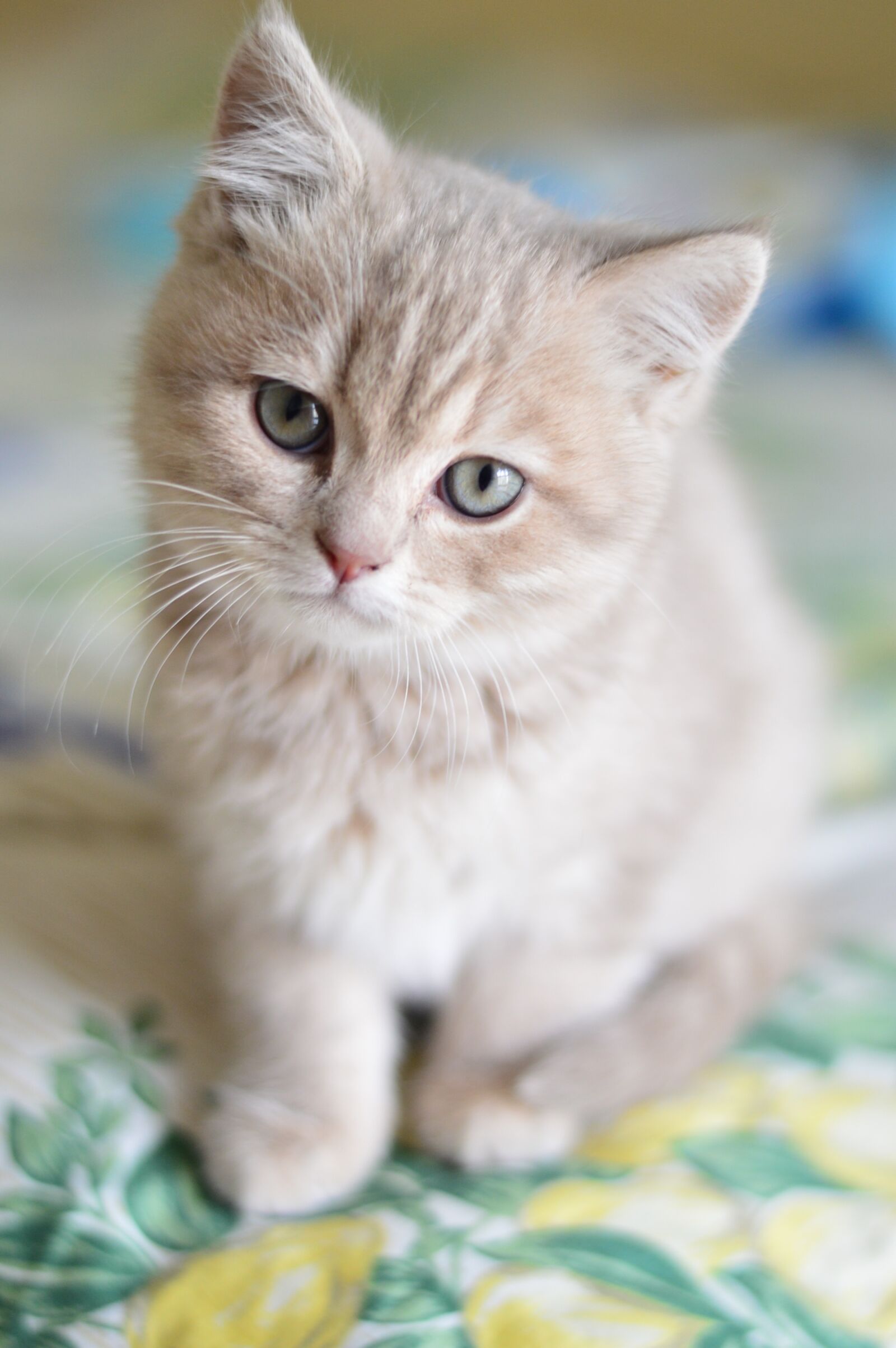Nikon D3200 sample photo. Cat, cute, kitty photography