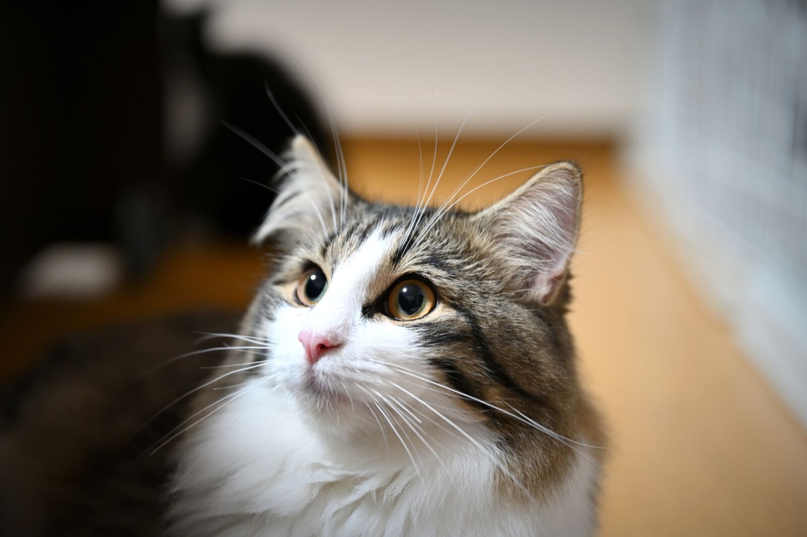 Nikon Nikkor Z 24-70mm F2.8 S sample photo. Animal, cat, cute photography