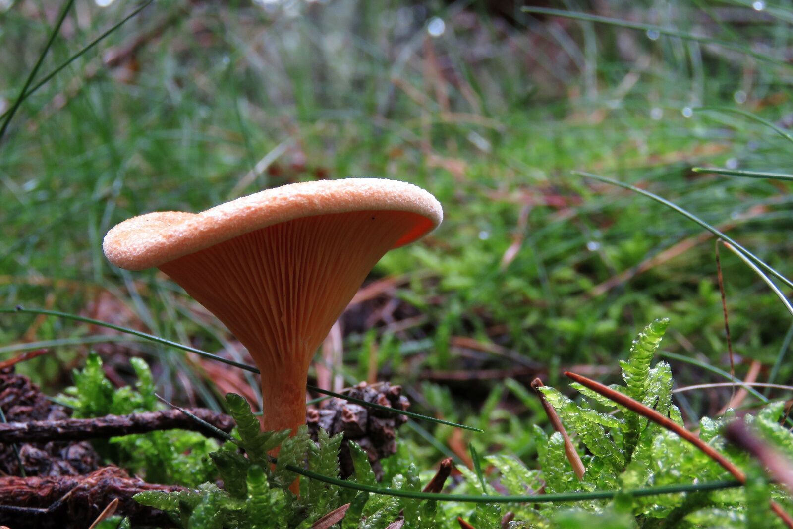 Canon PowerShot SX60 HS sample photo. Fungi, mushroom, forest photography