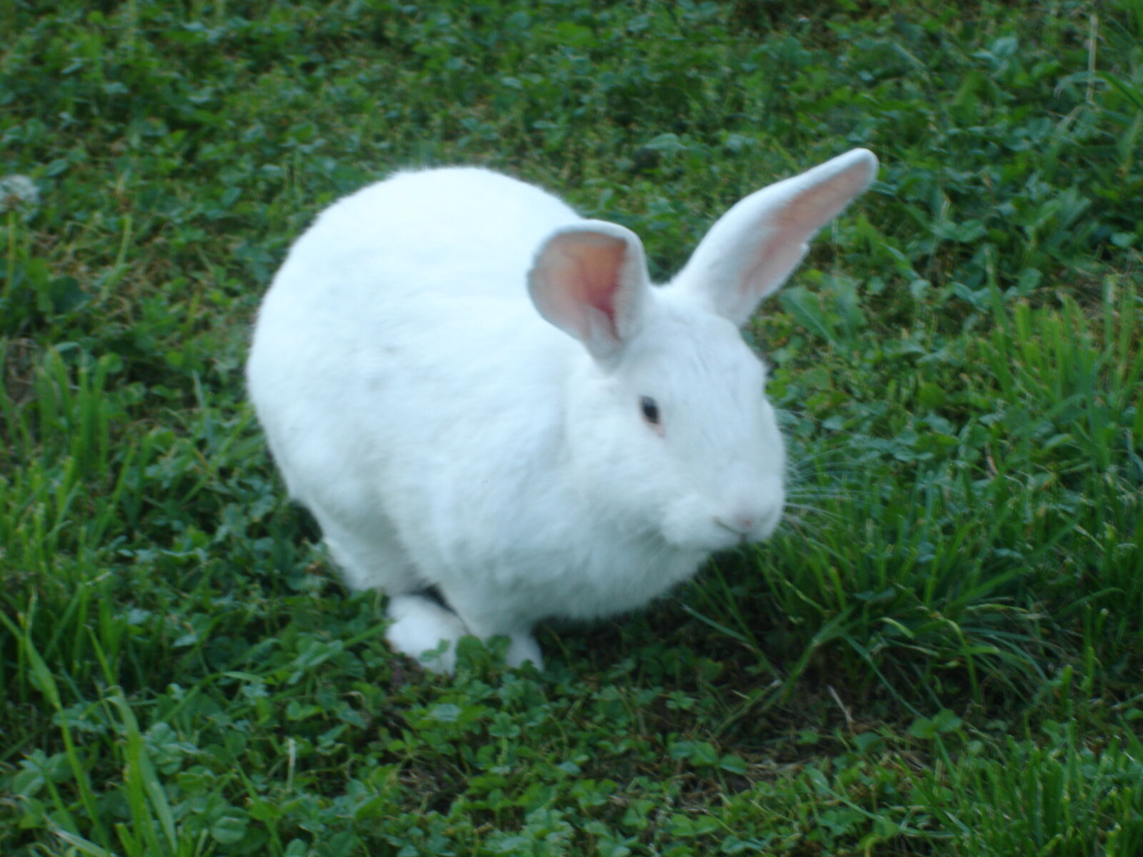 Sony DSC-W12 sample photo. Conejo, rabbit photography