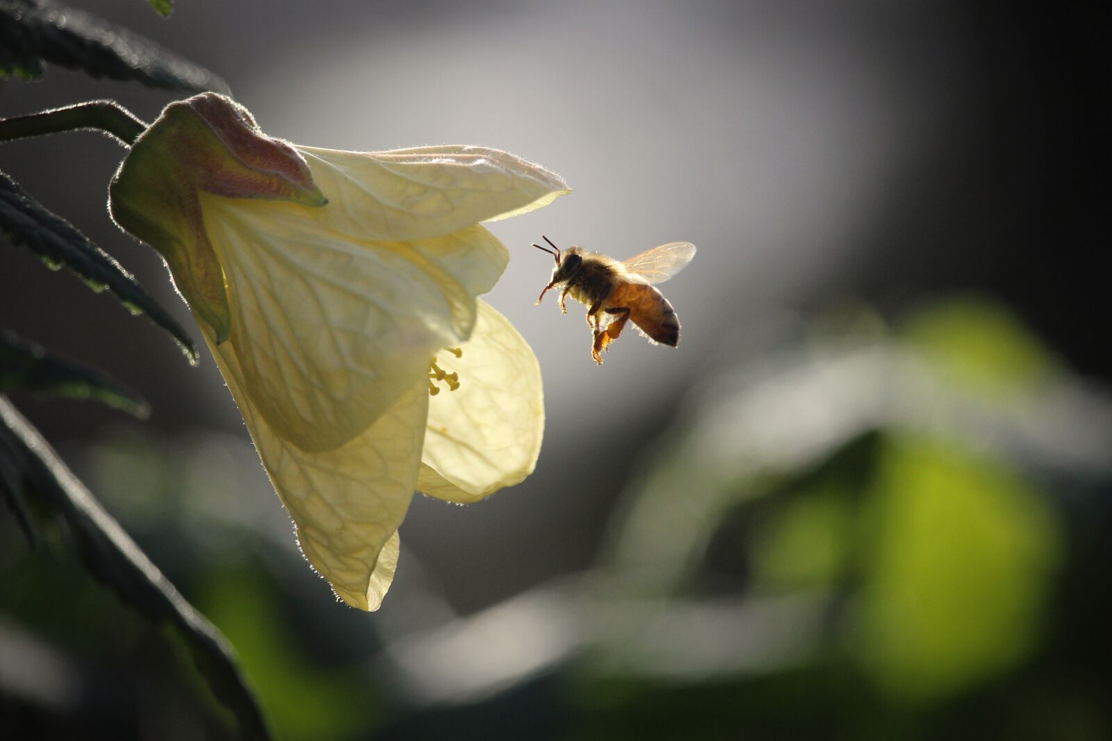 Canon EOS 700D (EOS Rebel T5i / EOS Kiss X7i) sample photo. Bee, nature, insect photography