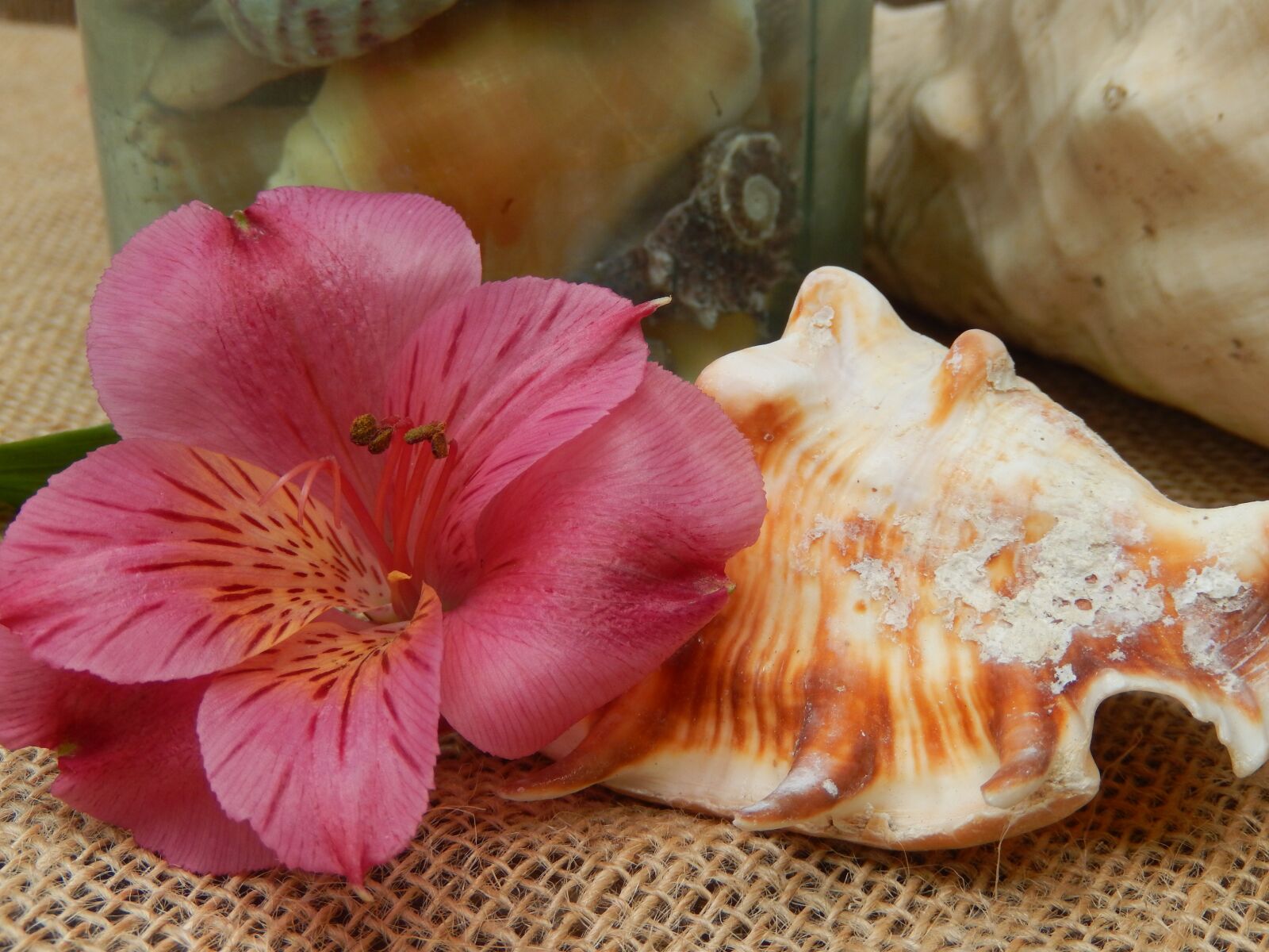 Nikon Coolpix S9500 sample photo. Flower, tropical, seashell photography
