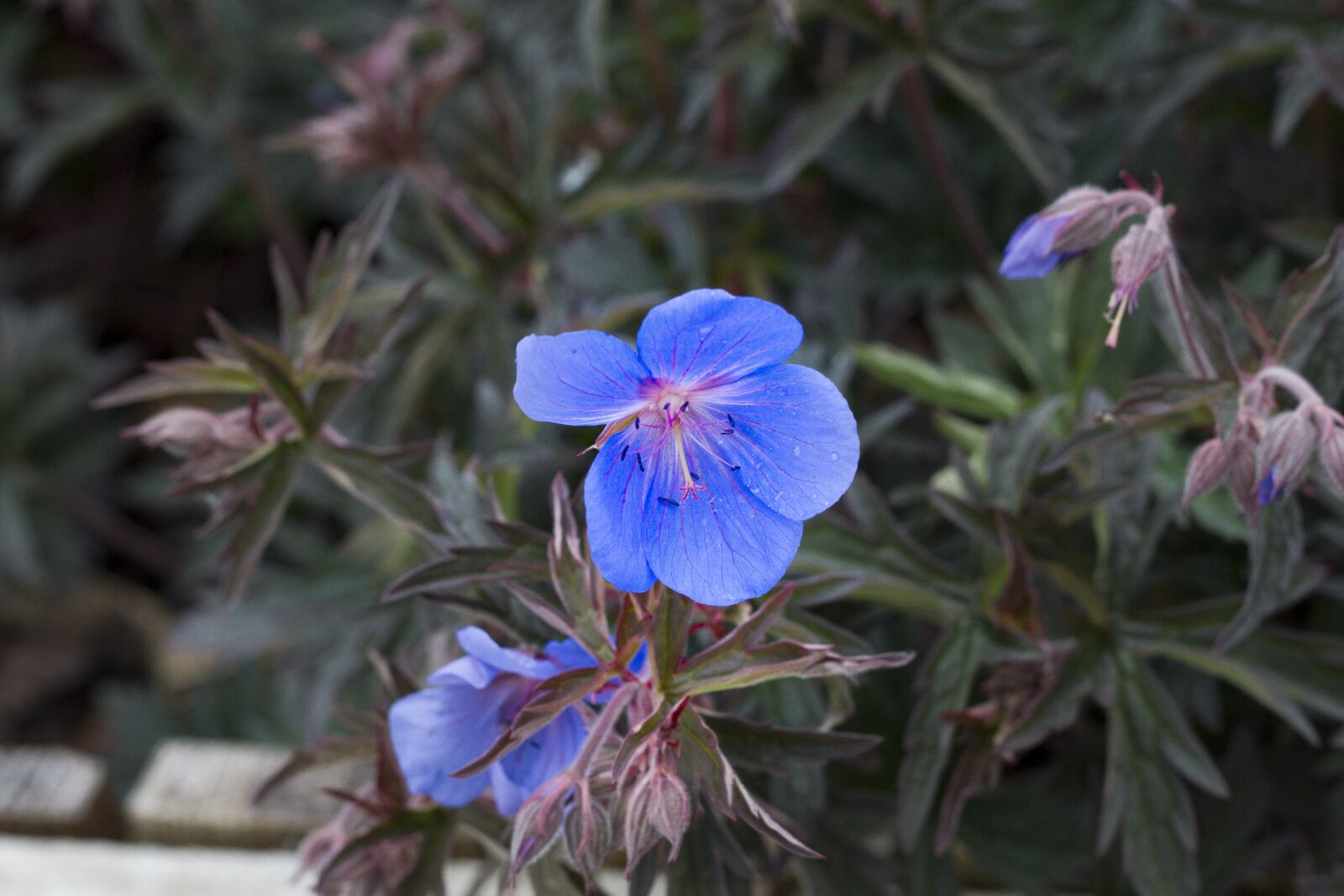Canon EOS 7D + Canon EF 50mm F1.8 II sample photo. Flowers, cornwall, uk photography