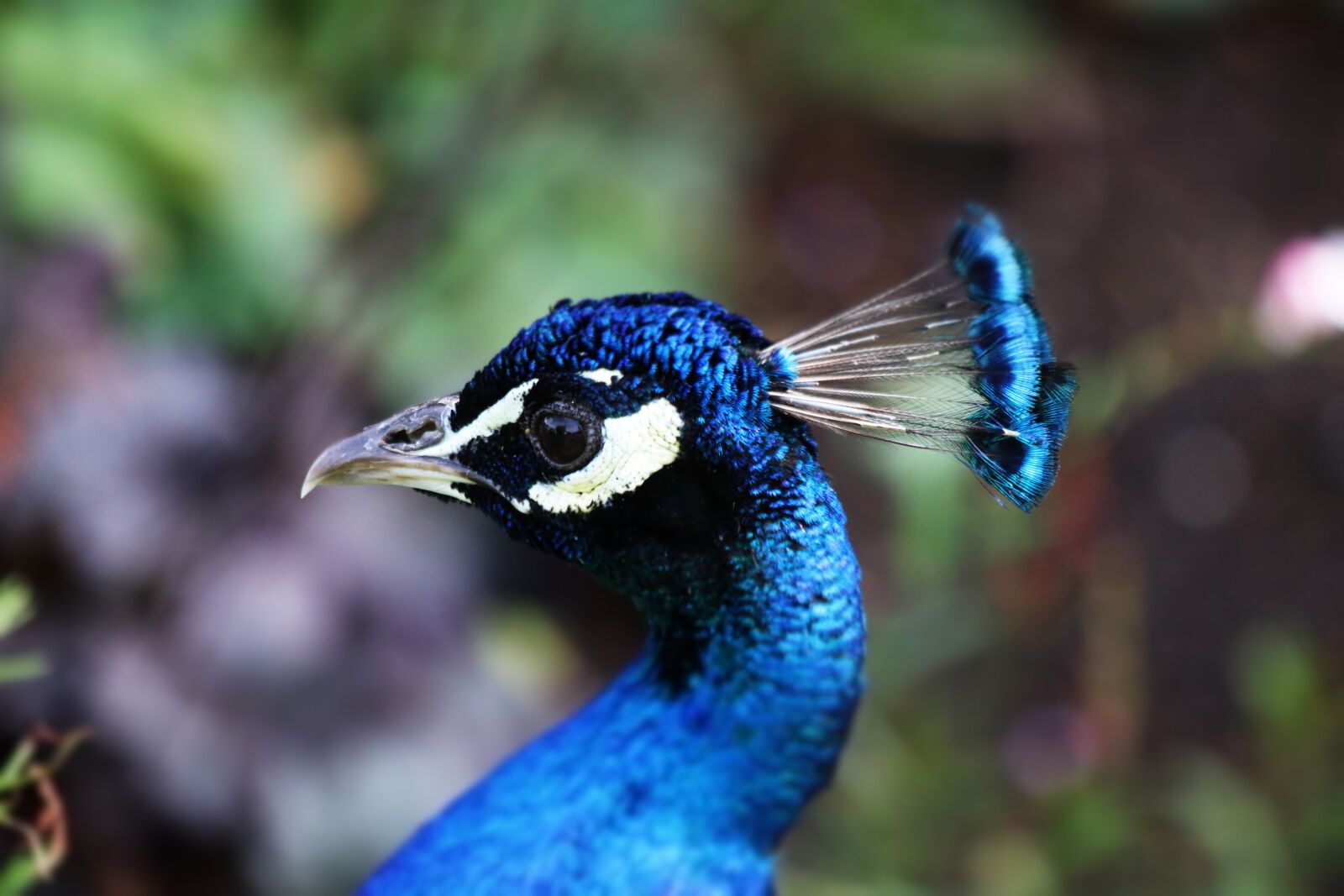 Canon EOS 80D + Canon EF 70-300mm F4-5.6 IS USM sample photo. Peacock, bird, blue photography