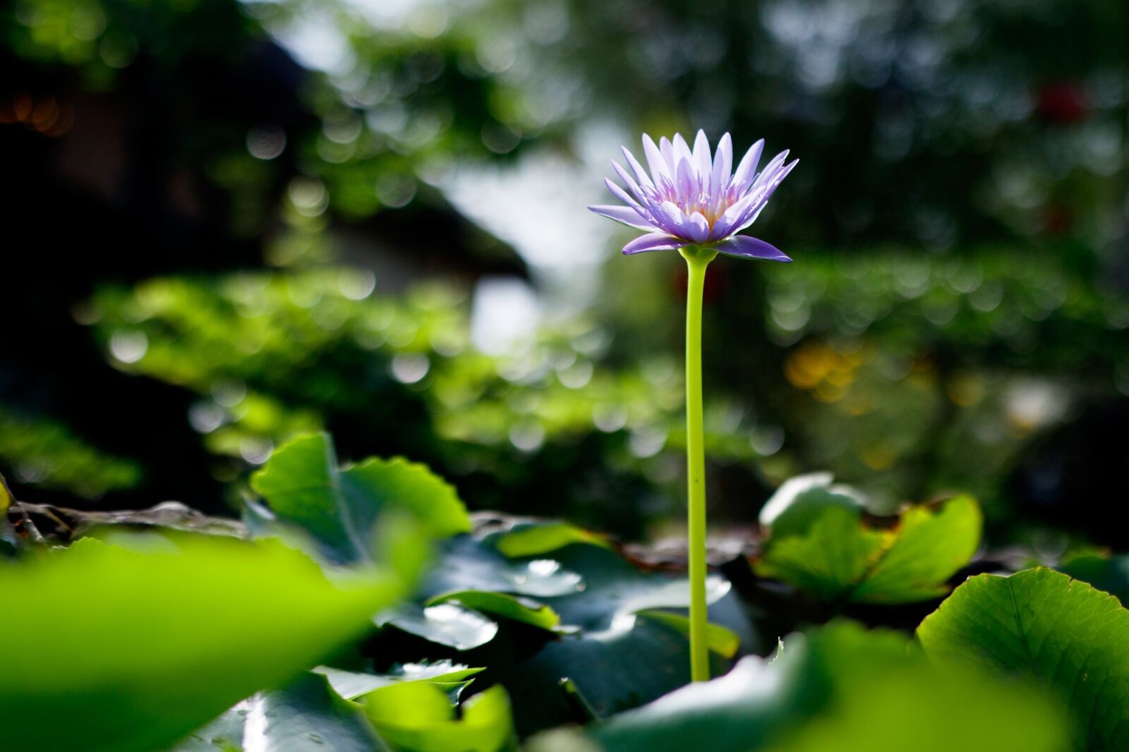 Canon EOS 750D (EOS Rebel T6i / EOS Kiss X8i) sample photo. Waterlily, flower, purple photography