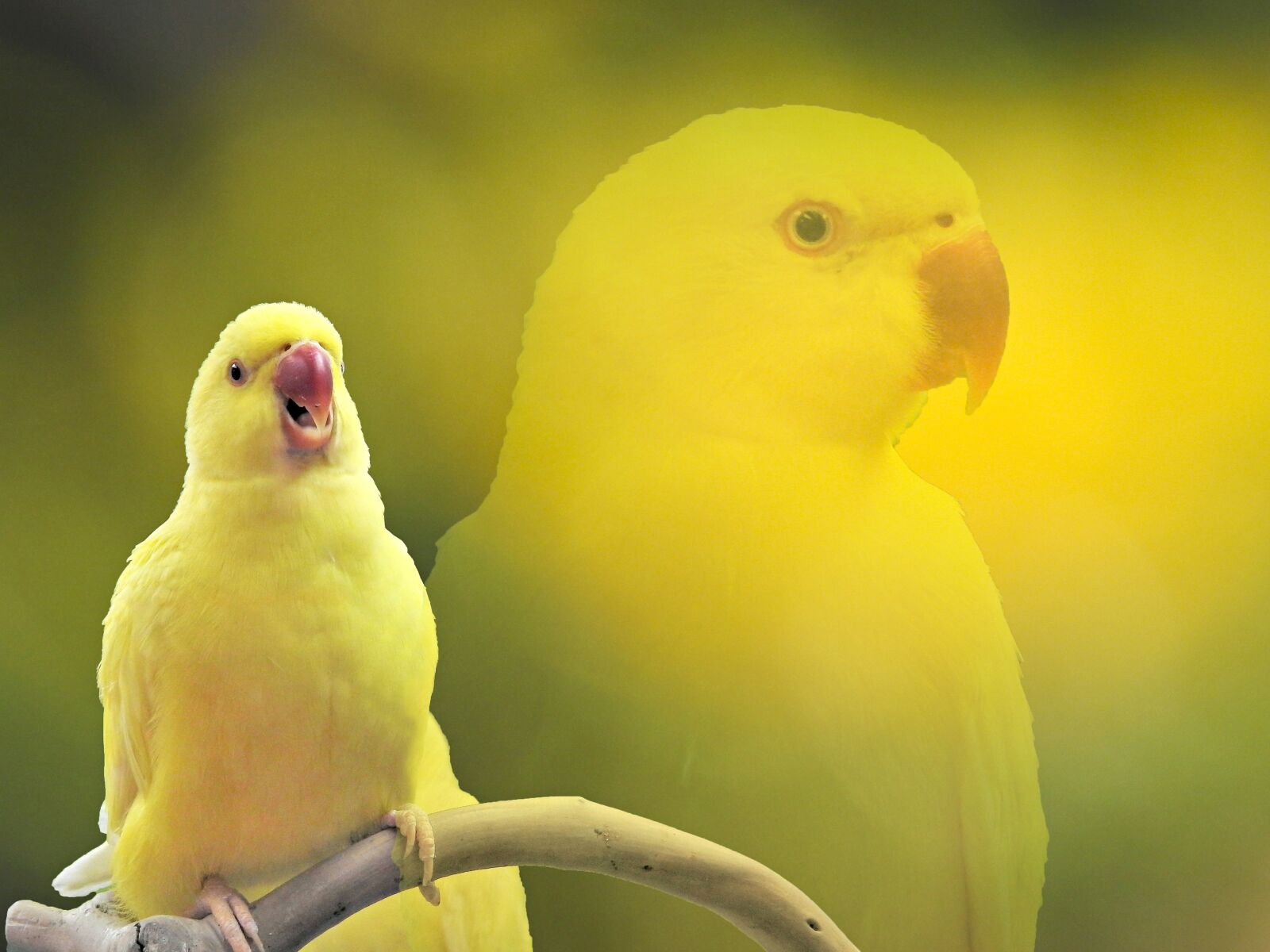Nikon Coolpix P900 sample photo. Bird, parrot, animal photography