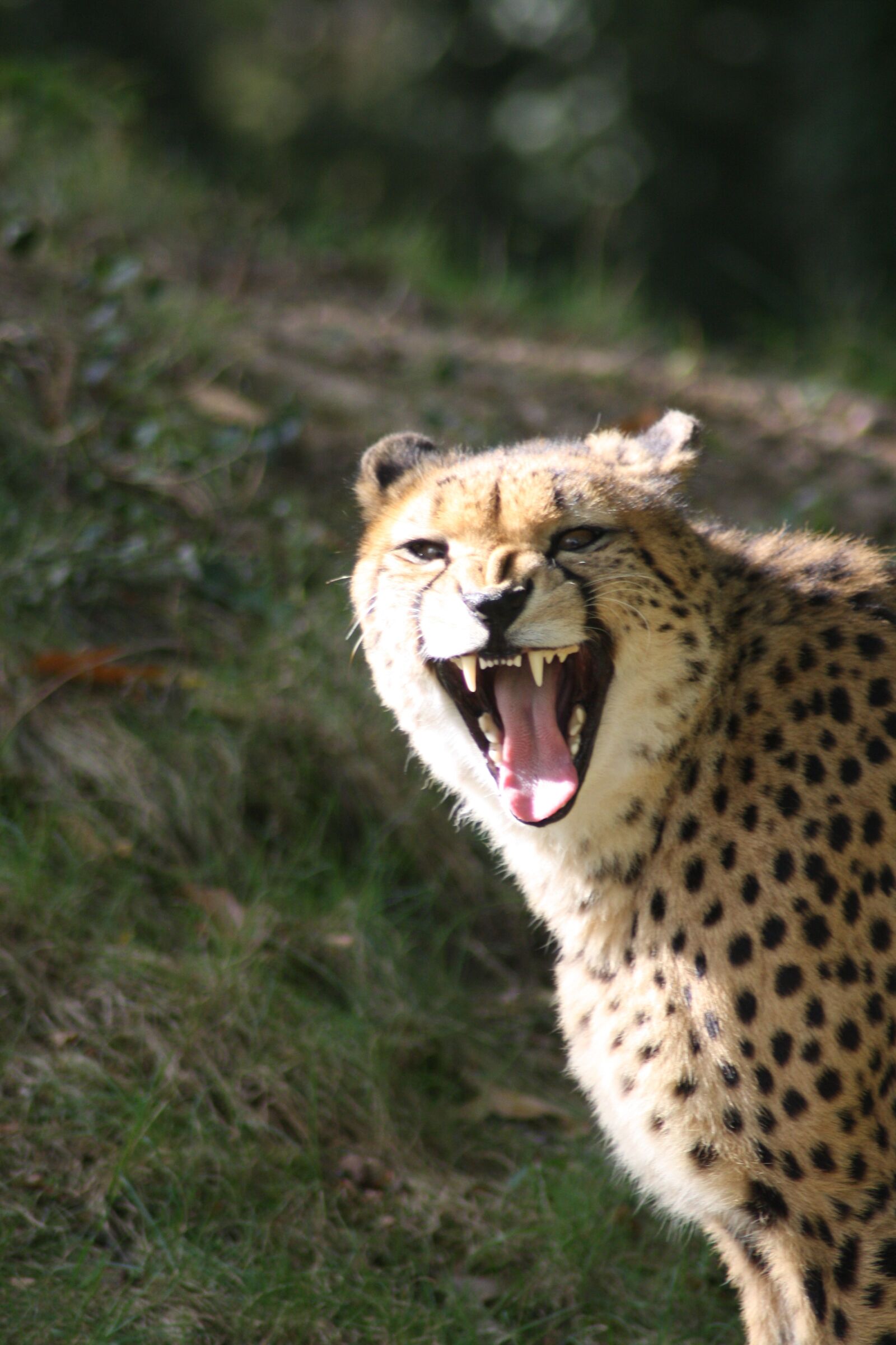 Canon EOS 1000D (EOS Digital Rebel XS / EOS Kiss F) sample photo. Cheetah, zoo, wild animal photography
