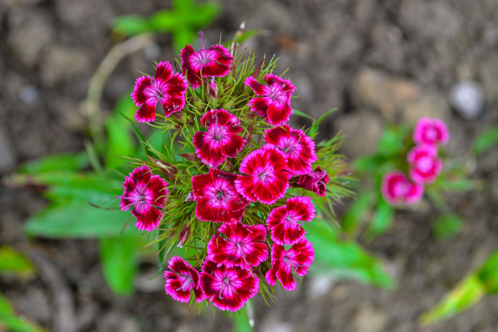 Nikon D3100 sample photo. Flowers, garden, dianthus photography