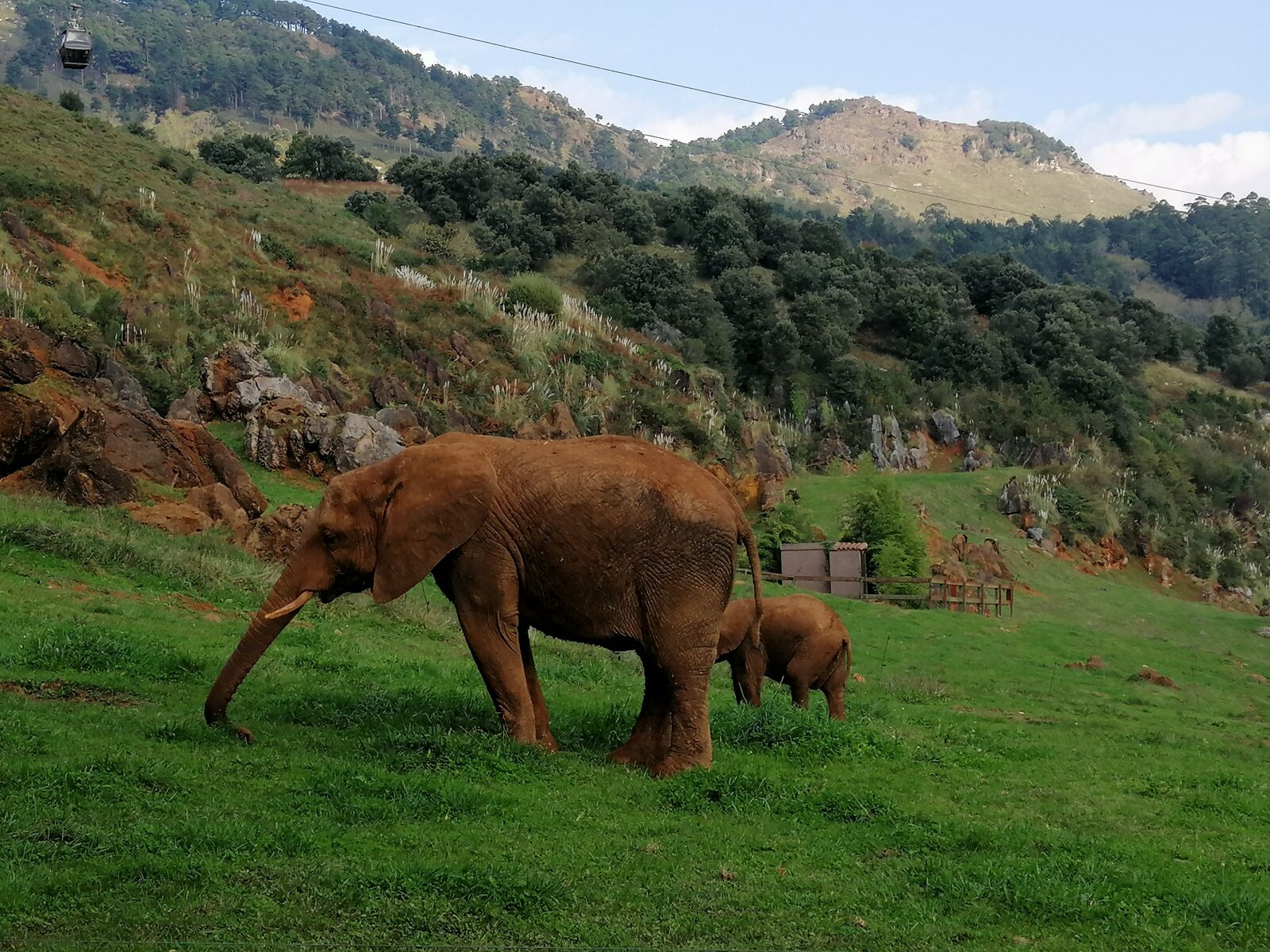 HUAWEI SNE-LX1 sample photo. Elephant, spain, nature photography
