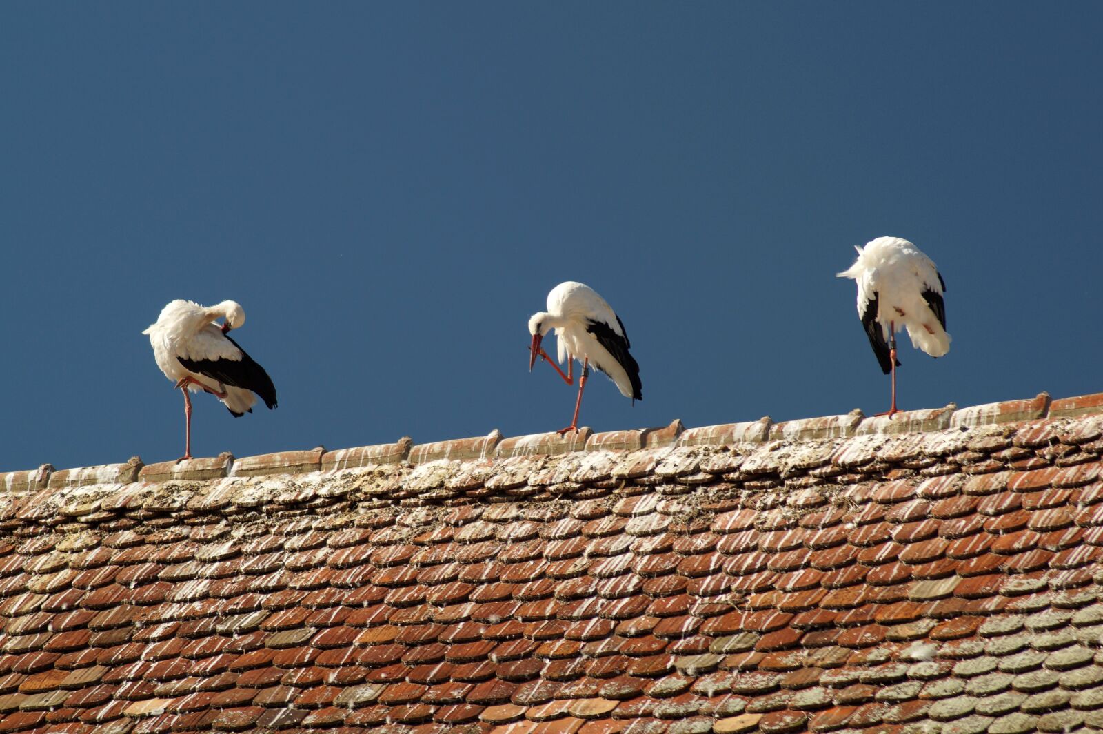 Sony SLT-A58 sample photo. Stork, bird, storks photography
