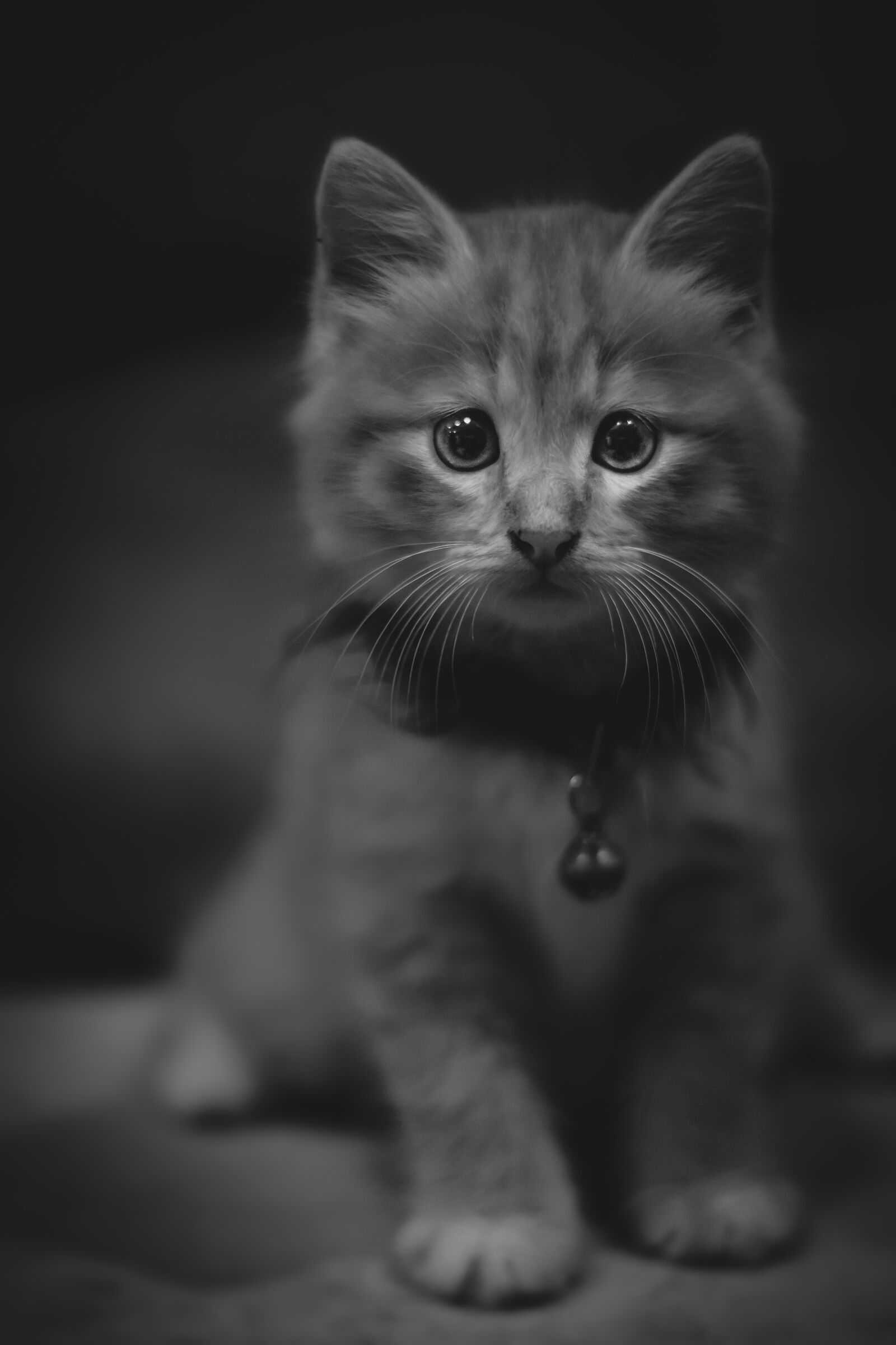 Nikon D500 sample photo. Cat, kitten, pet photography