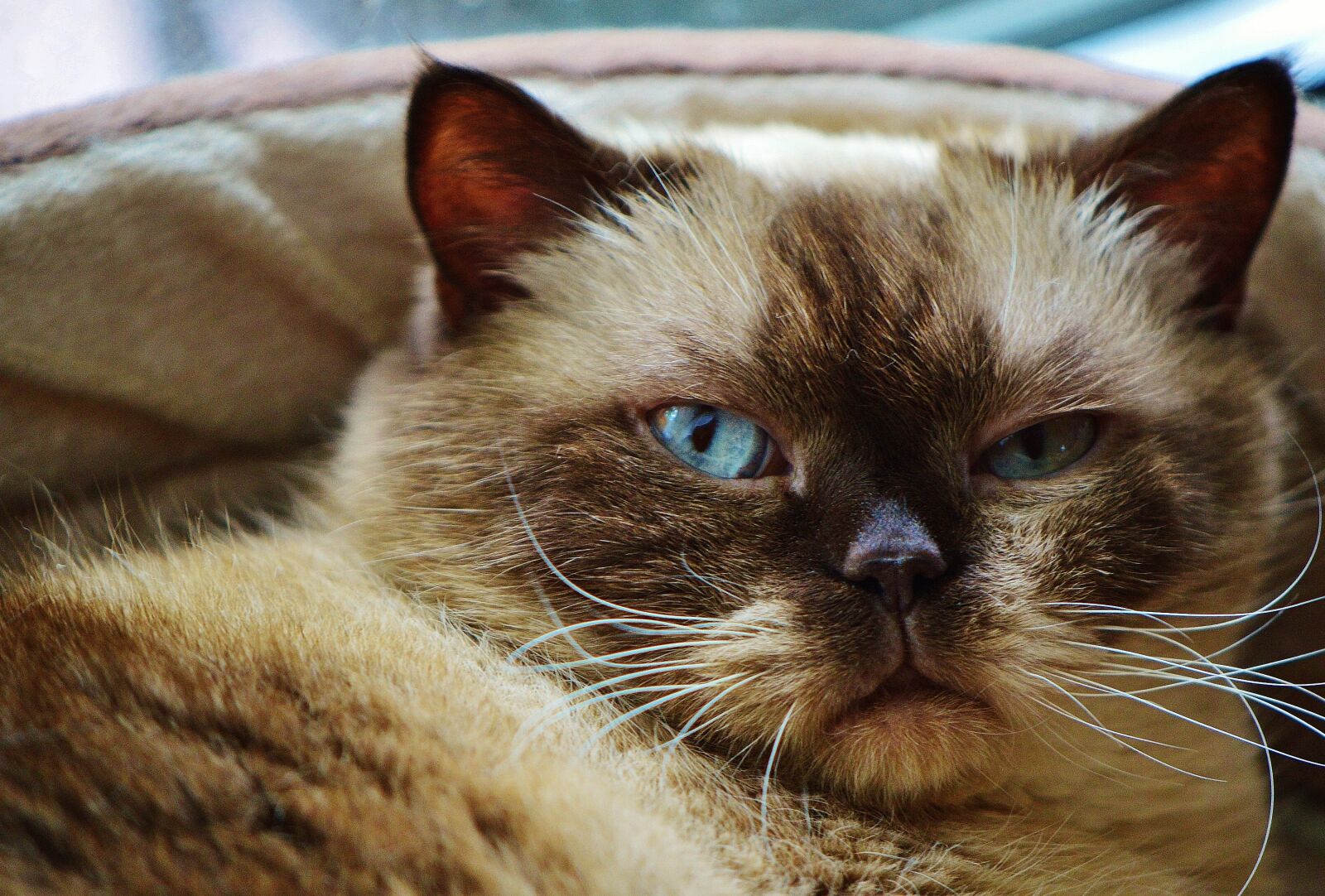 Nikon D3200 sample photo. Cat, british shorthair, mieze photography