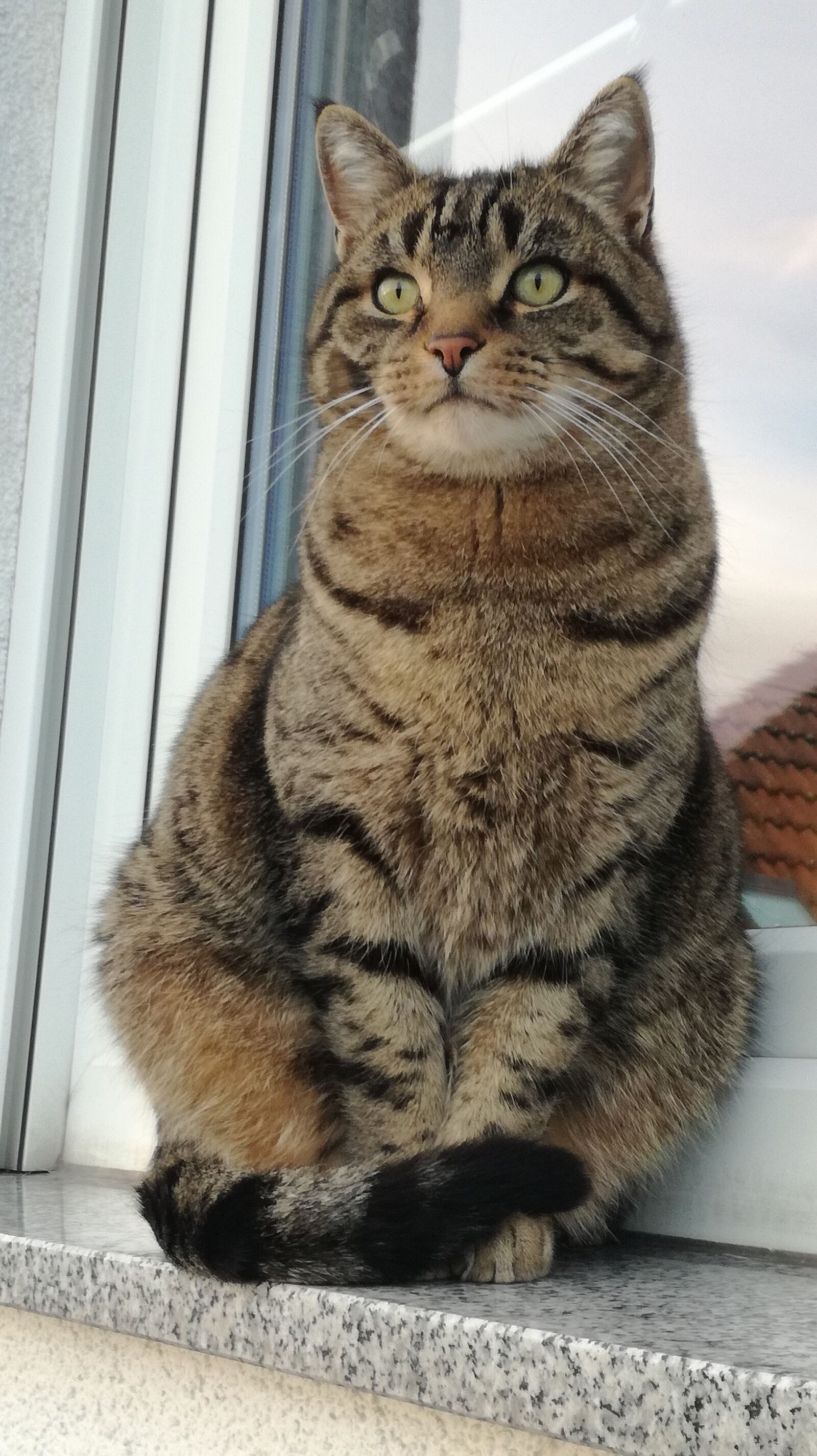 HUAWEI P9 LITE sample photo. Nature, cat, animal photography