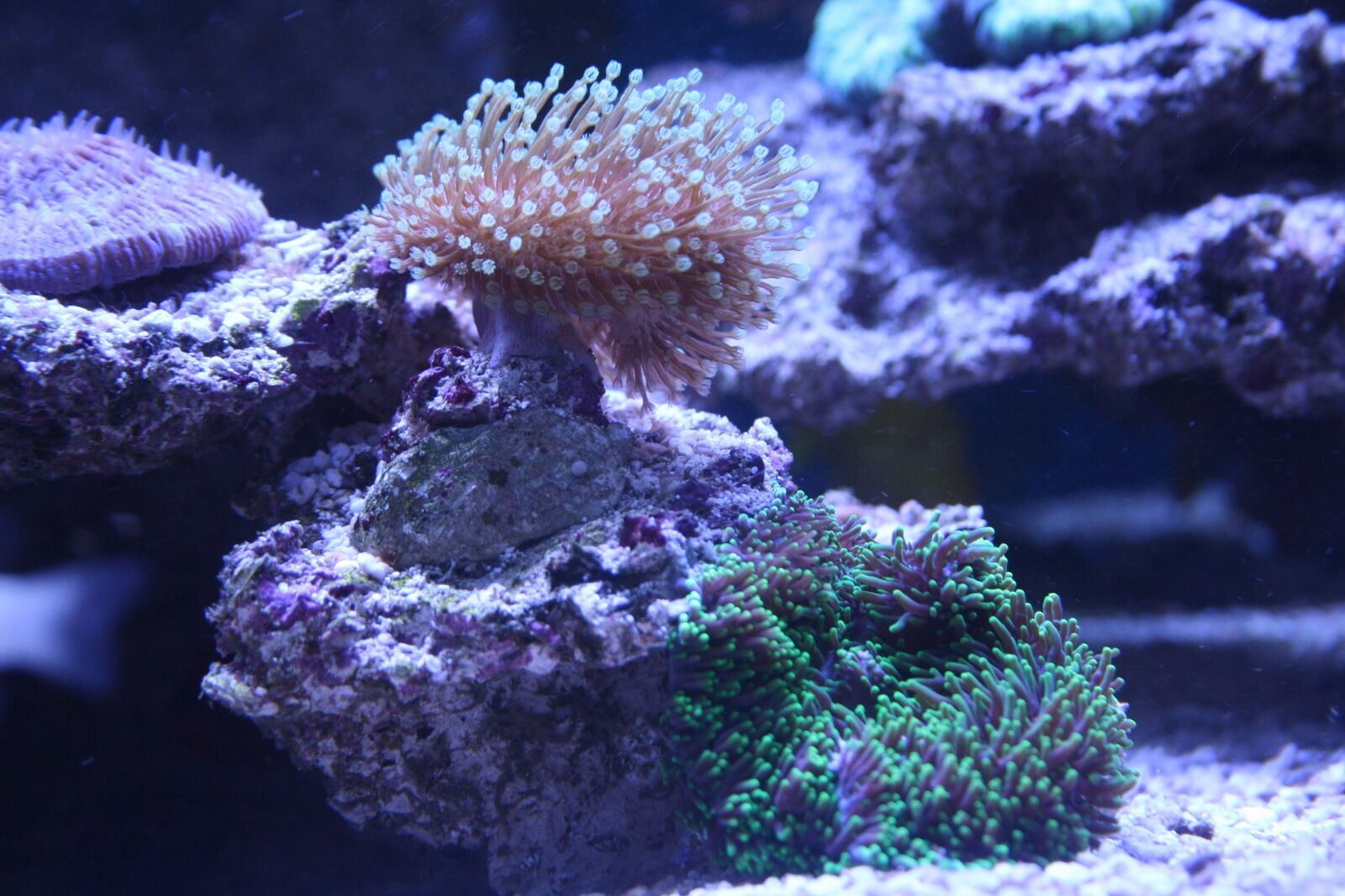Canon EOS 1000D (EOS Digital Rebel XS / EOS Kiss F) sample photo. Coral, leather coral, polyps photography