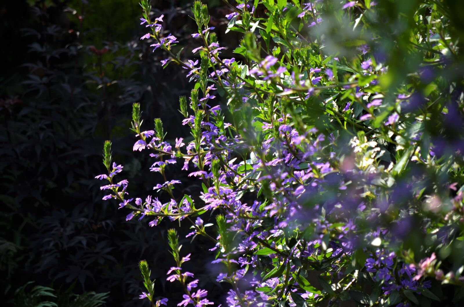 Nikon D5100 sample photo. Plant, nature, sheet photography