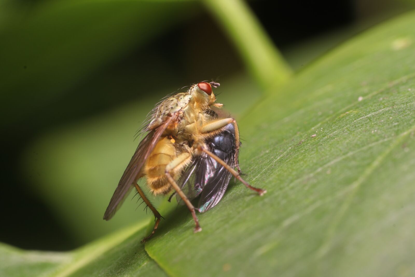 Canon EOS 80D sample photo. Nature, insect, close up photography
