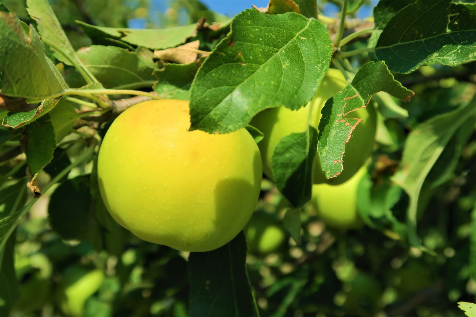 Canon PowerShot G7 X sample photo. Apple, fruit, healthy photography