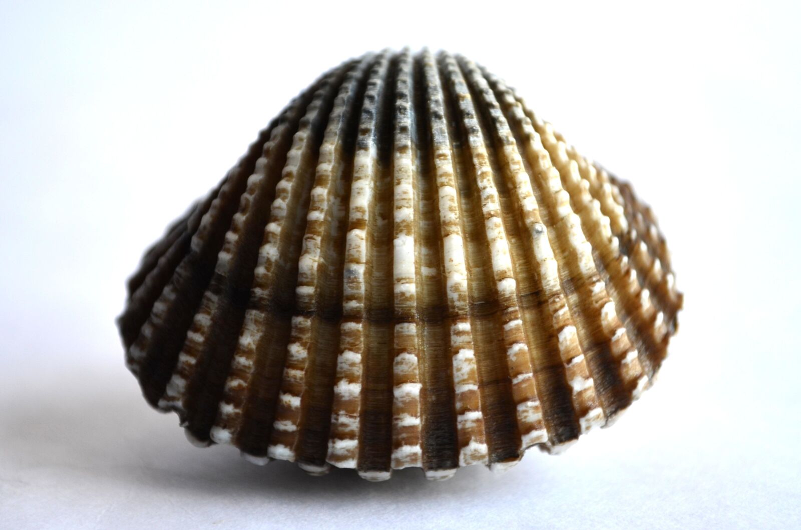 Nikon D5100 sample photo. Seashell, mollusk, still life photography