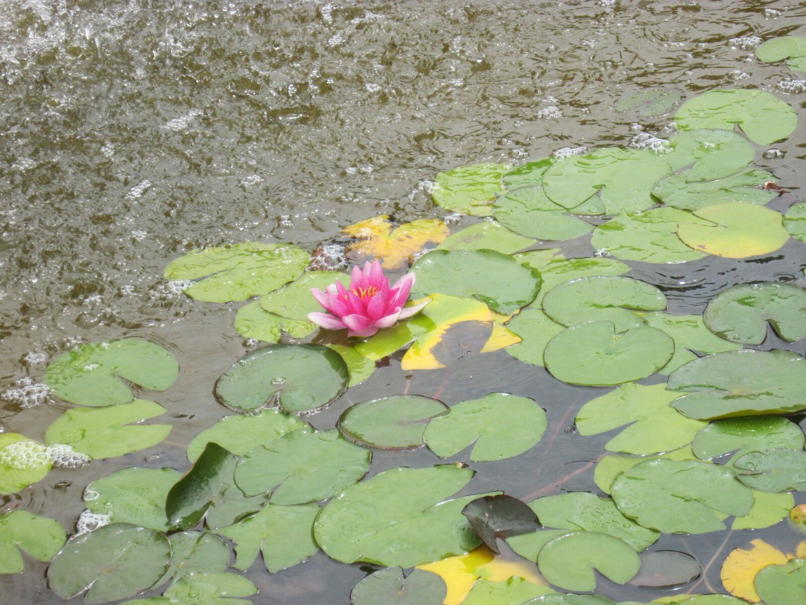Canon PowerShot A3000 IS sample photo. Nature, water, water lily photography