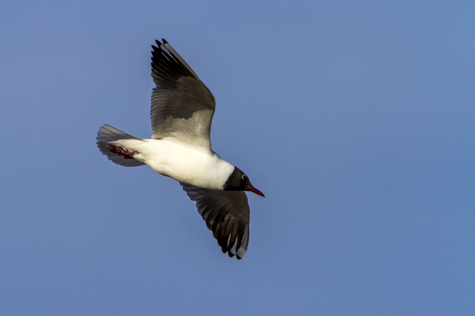Canon EF 100-400mm F4.5-5.6L IS USM sample photo. Birds, the nature of photography