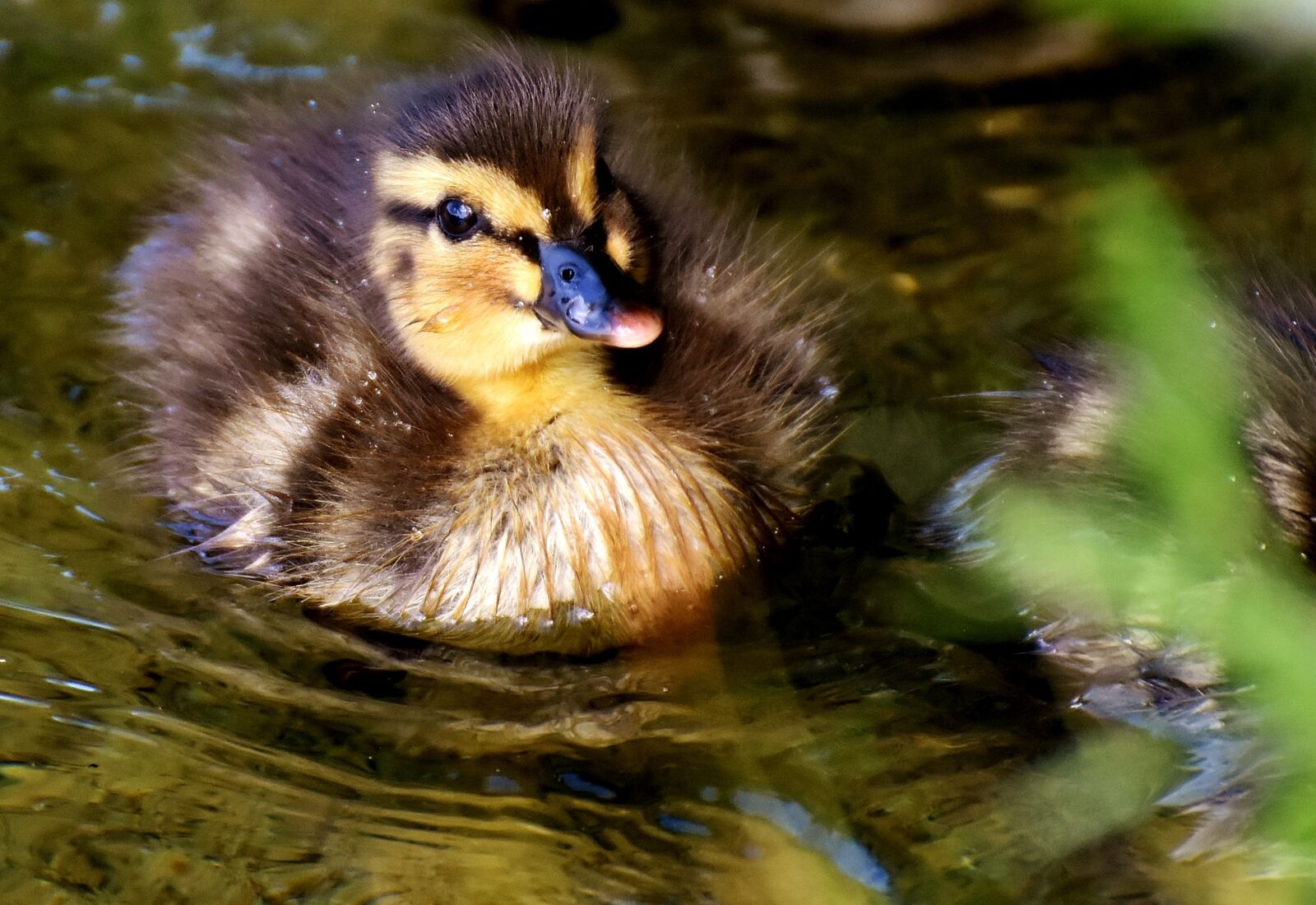 Nikon D7200 sample photo. Mallard, chicks, baby photography