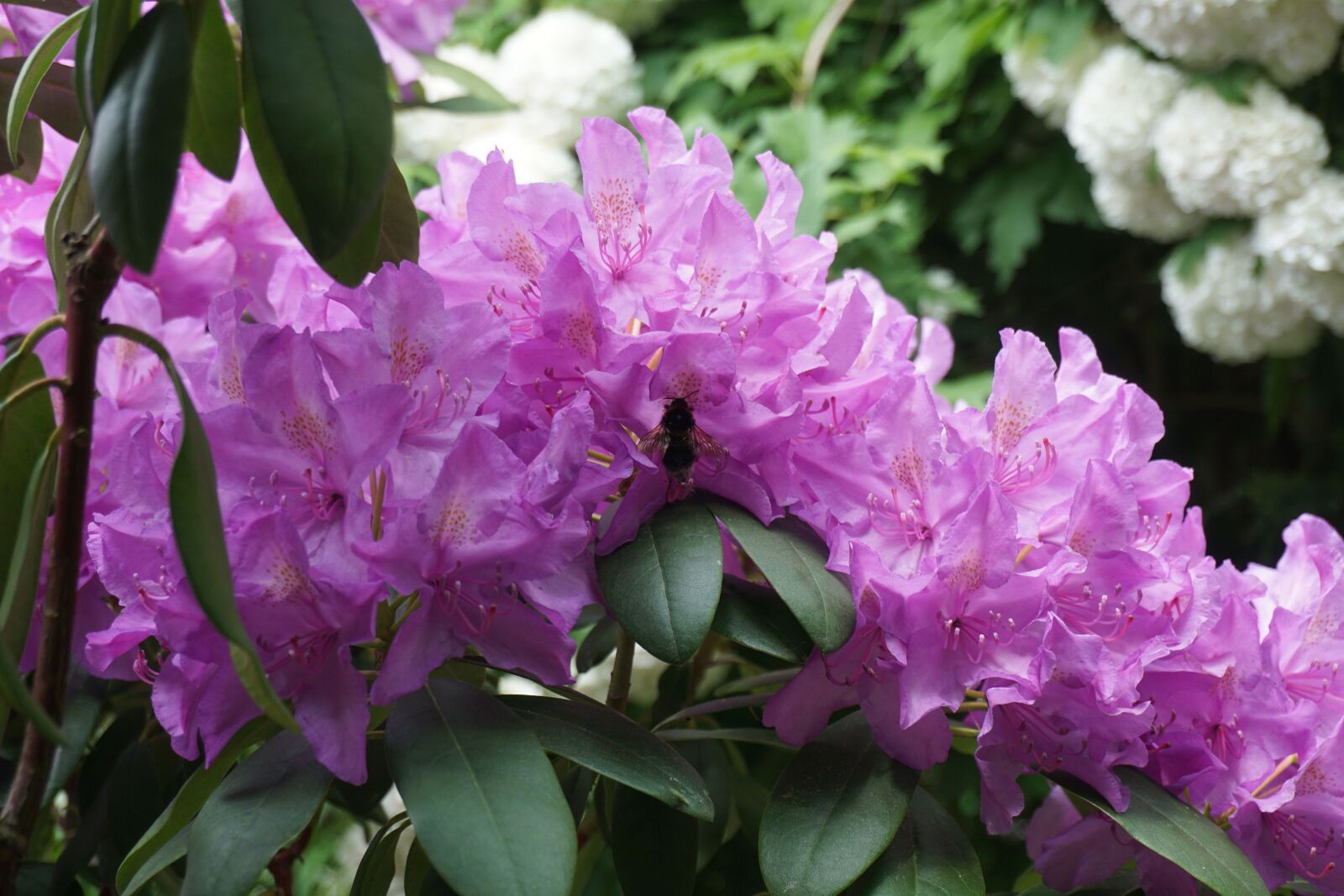 Sony a6000 sample photo. Rhododendron, spring, insect photography