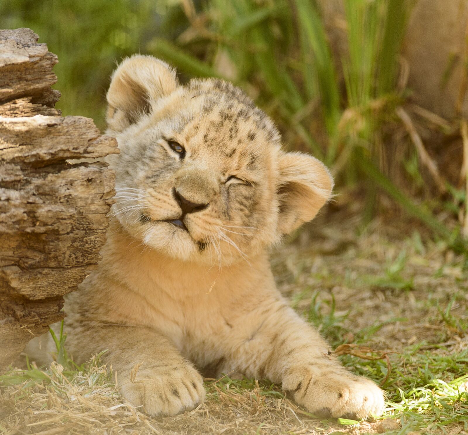 Nikon D750 sample photo. Lion cub, adorable, cute photography