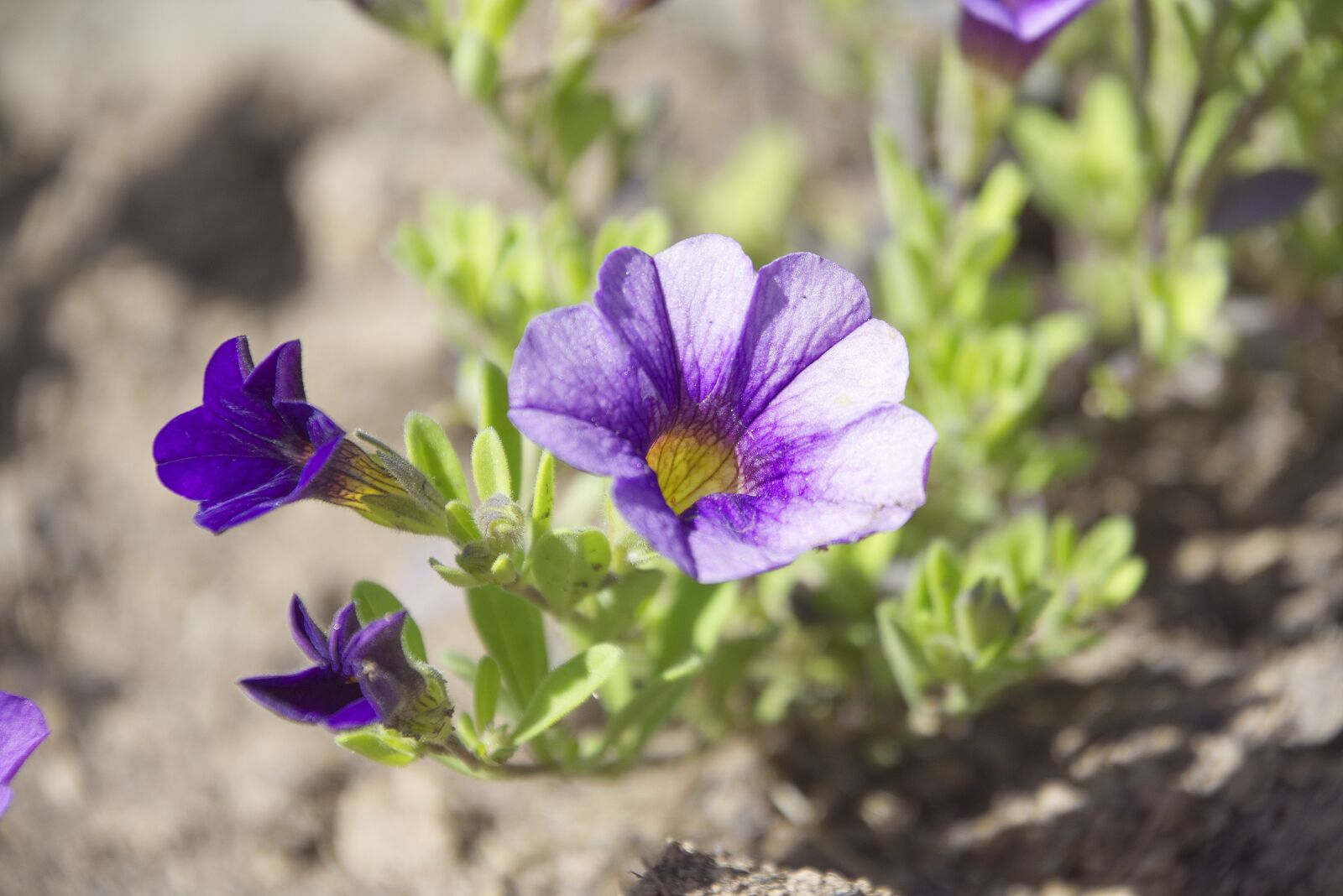 Nikon D7200 sample photo. Flower, garden, nature photography