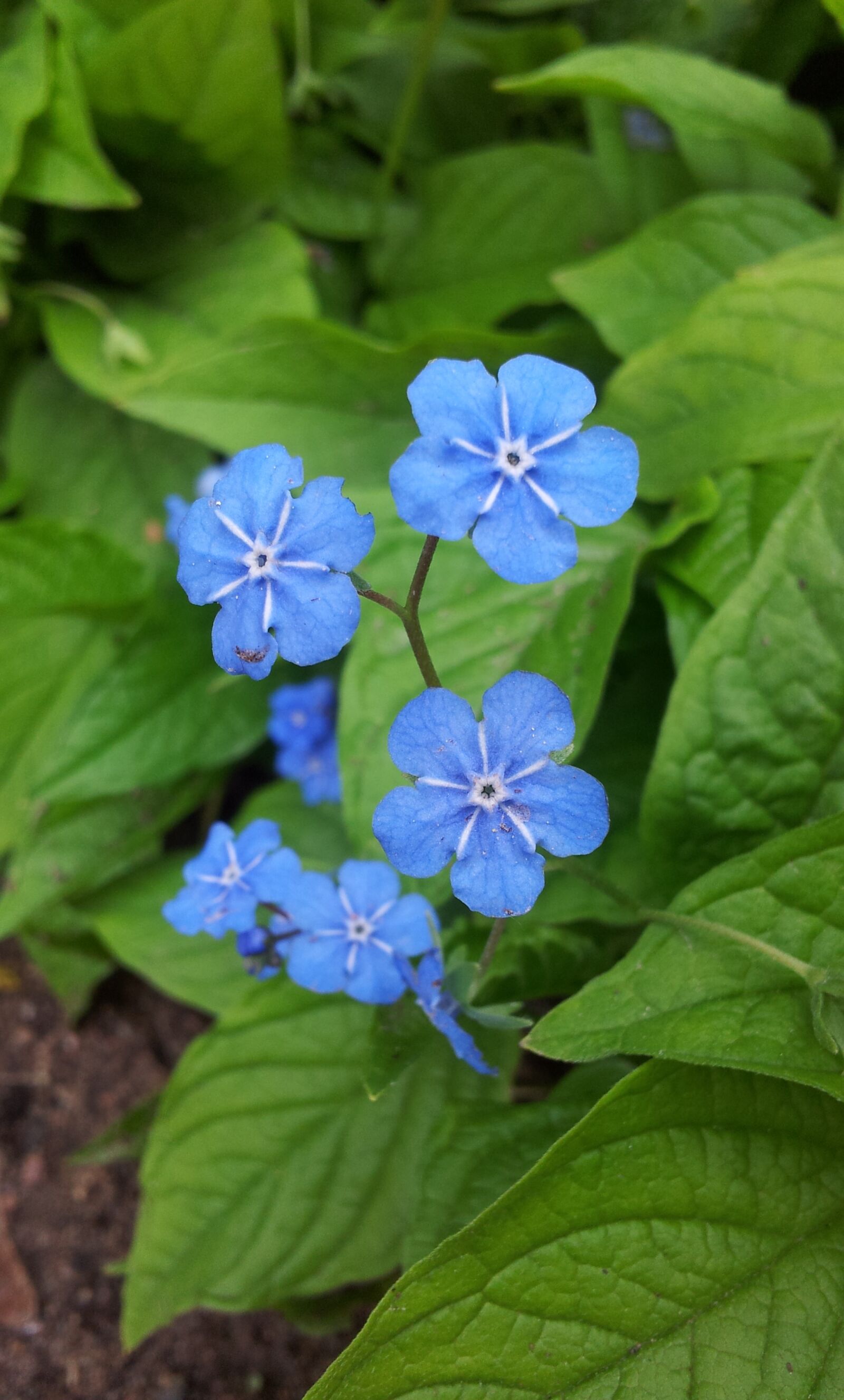 Samsung Galaxy S2 sample photo. Forget me not, blue photography
