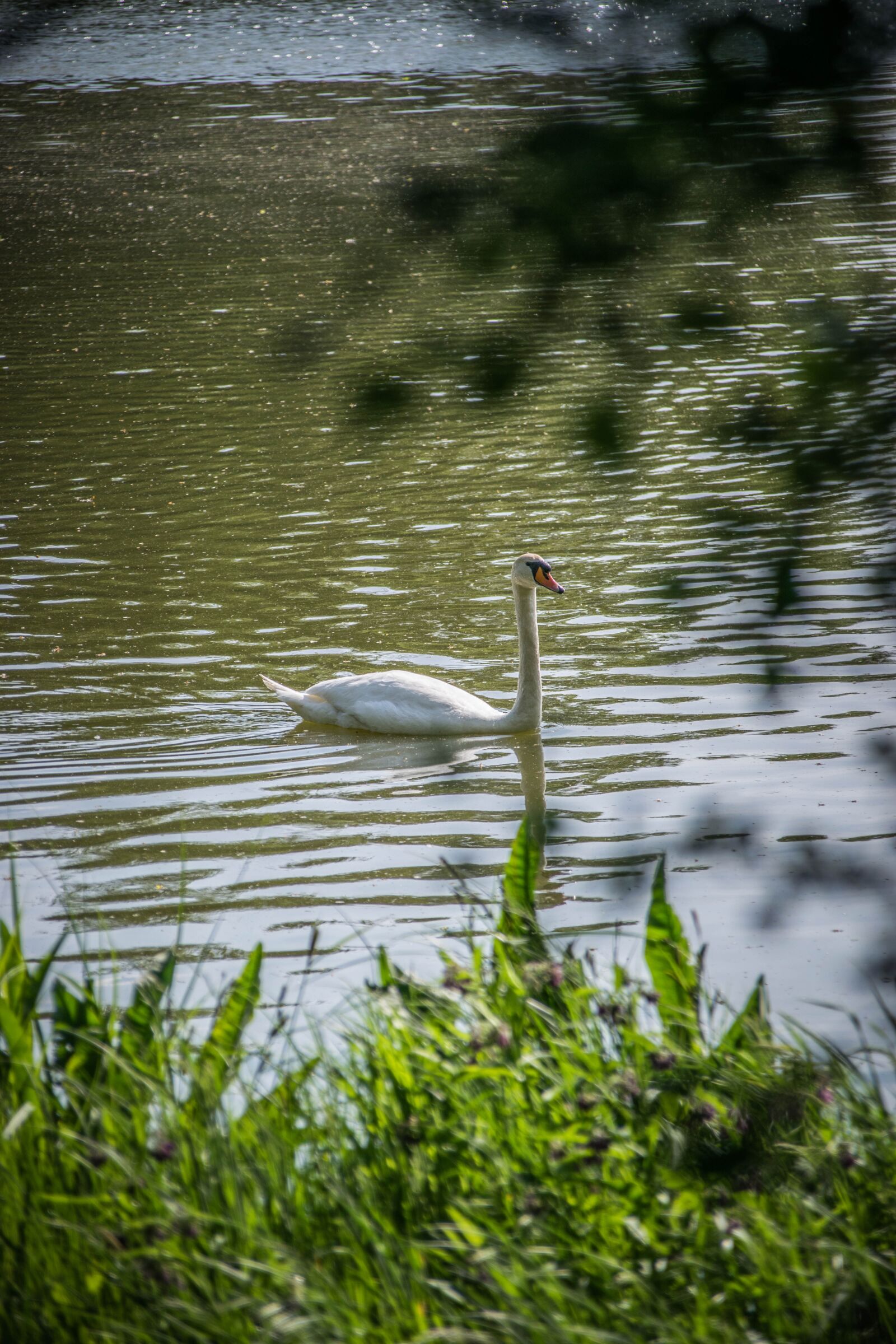 Nikon D5300 sample photo. Swan, lake, water photography