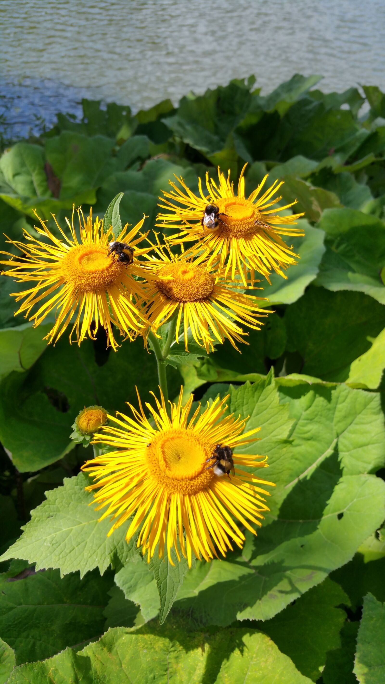 Samsung Galaxy Note4 sample photo. Bumblebee, flower, plant photography