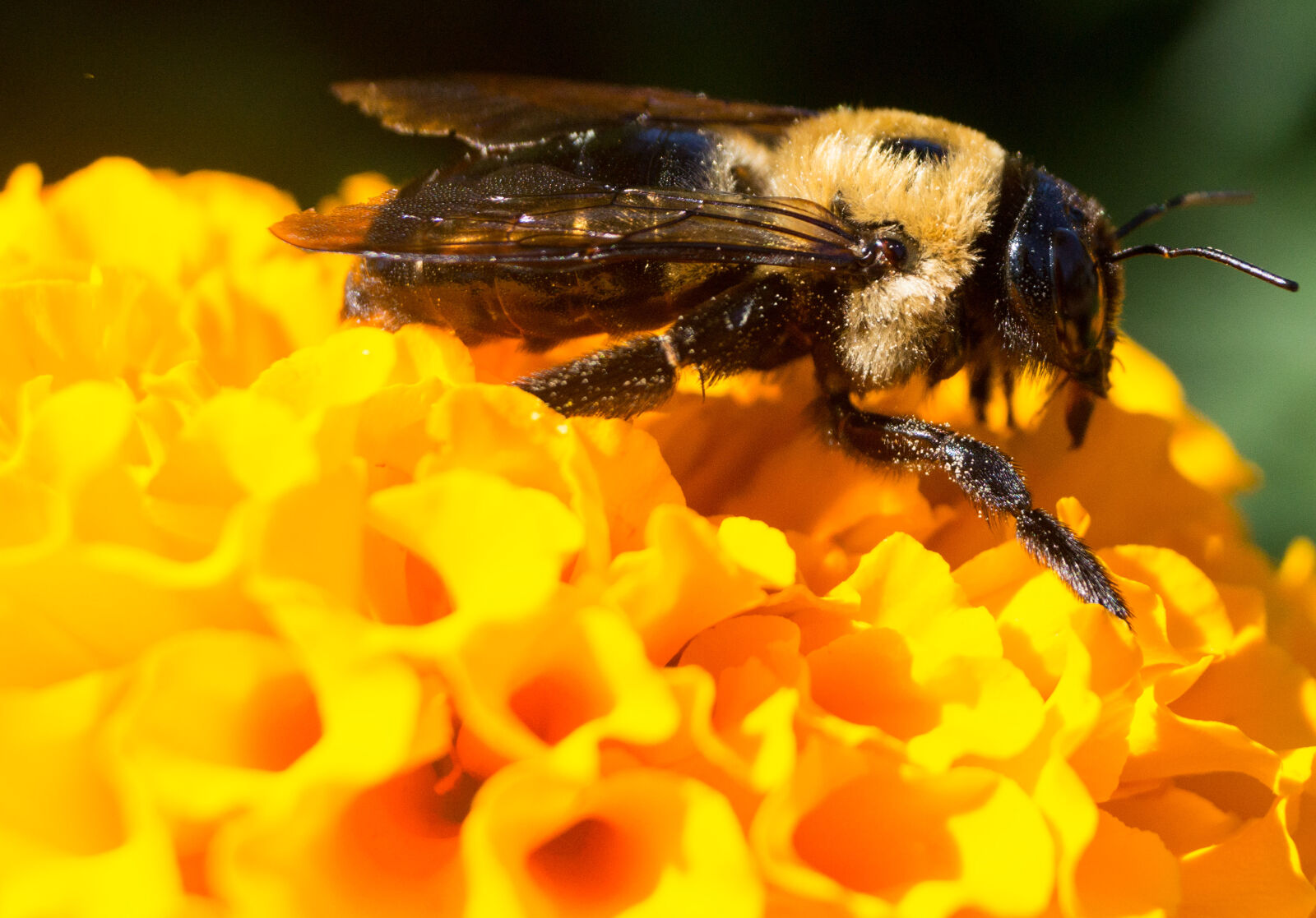 Sony DT 18-55mm F3.5-5.6 SAM II sample photo. Nature, bug, flower, bee photography